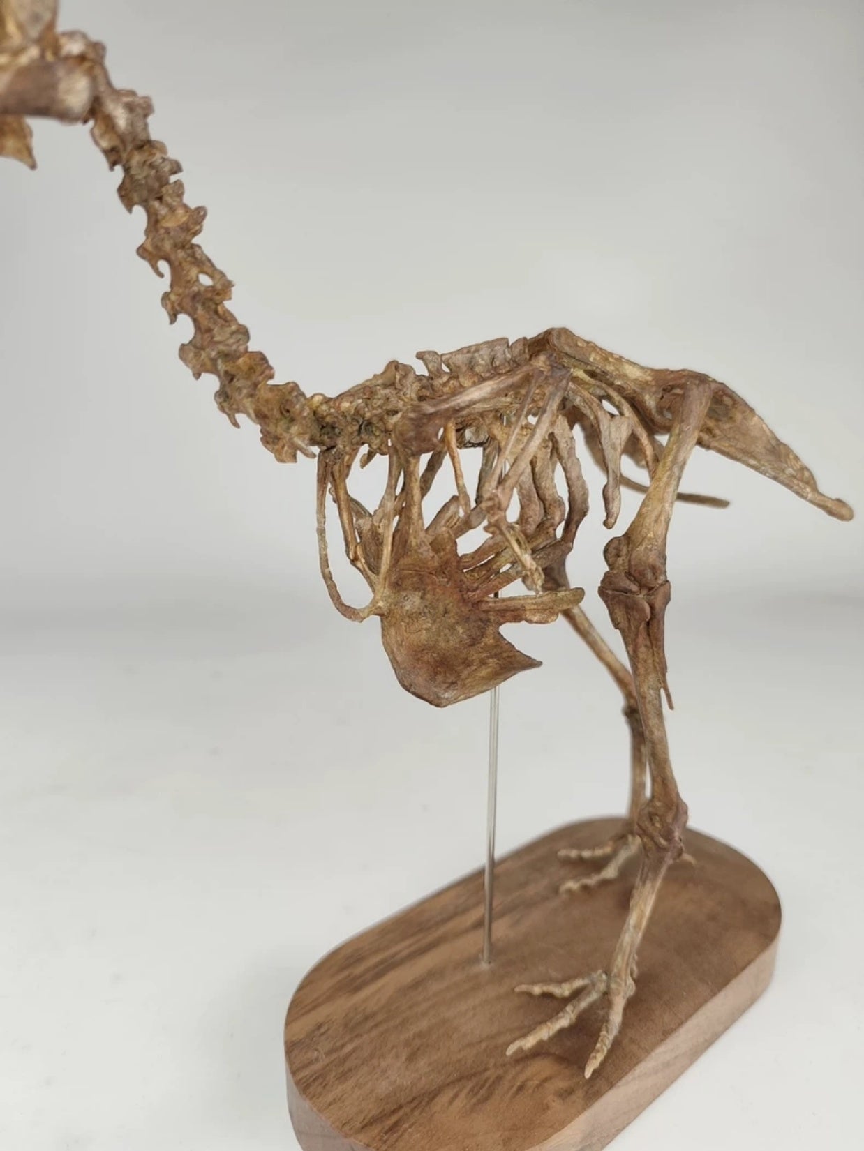 3D Printed Raphus Cucullatus Skeleton Model