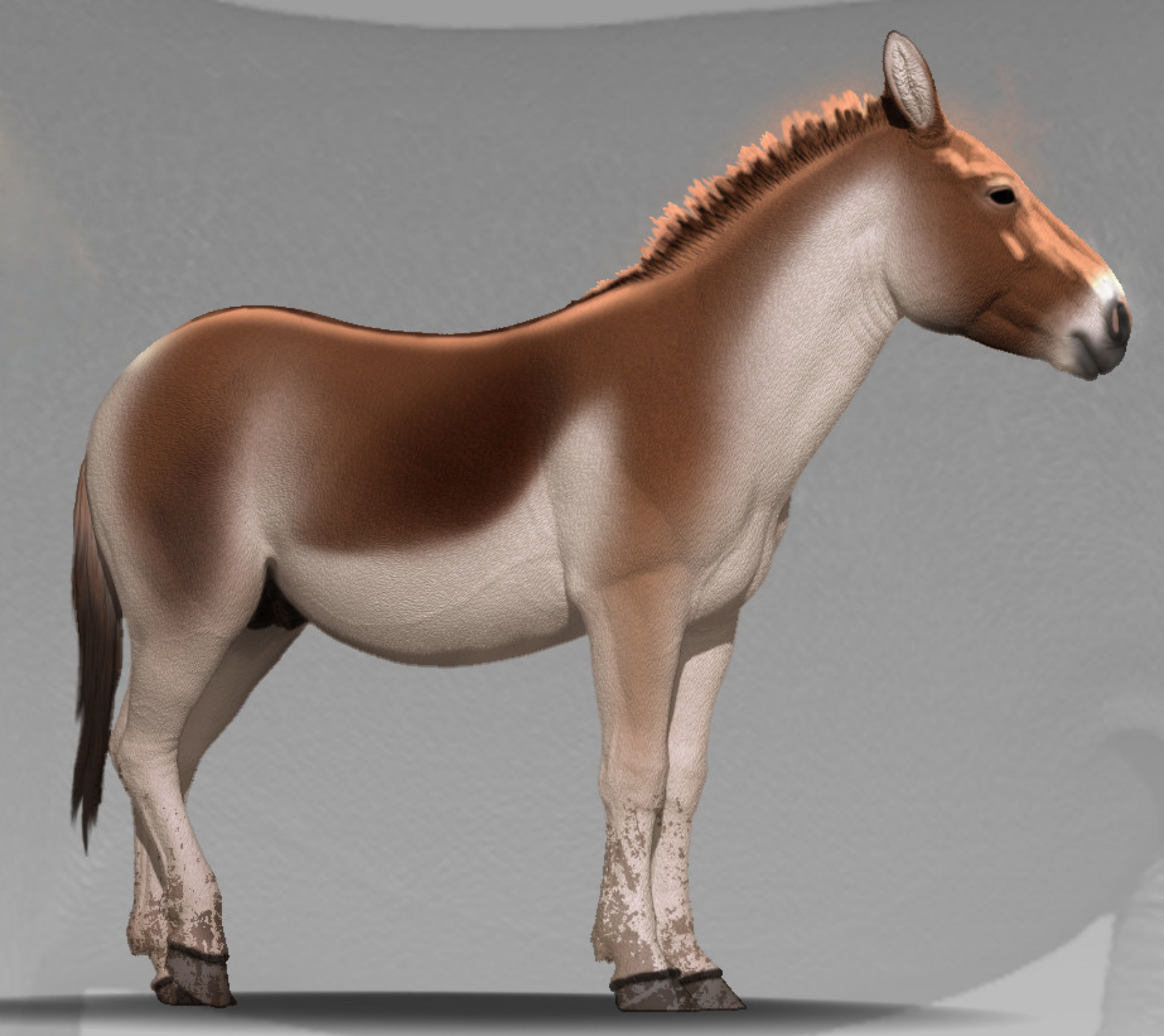 DAFEI Przewalski's Horse Kiang Model