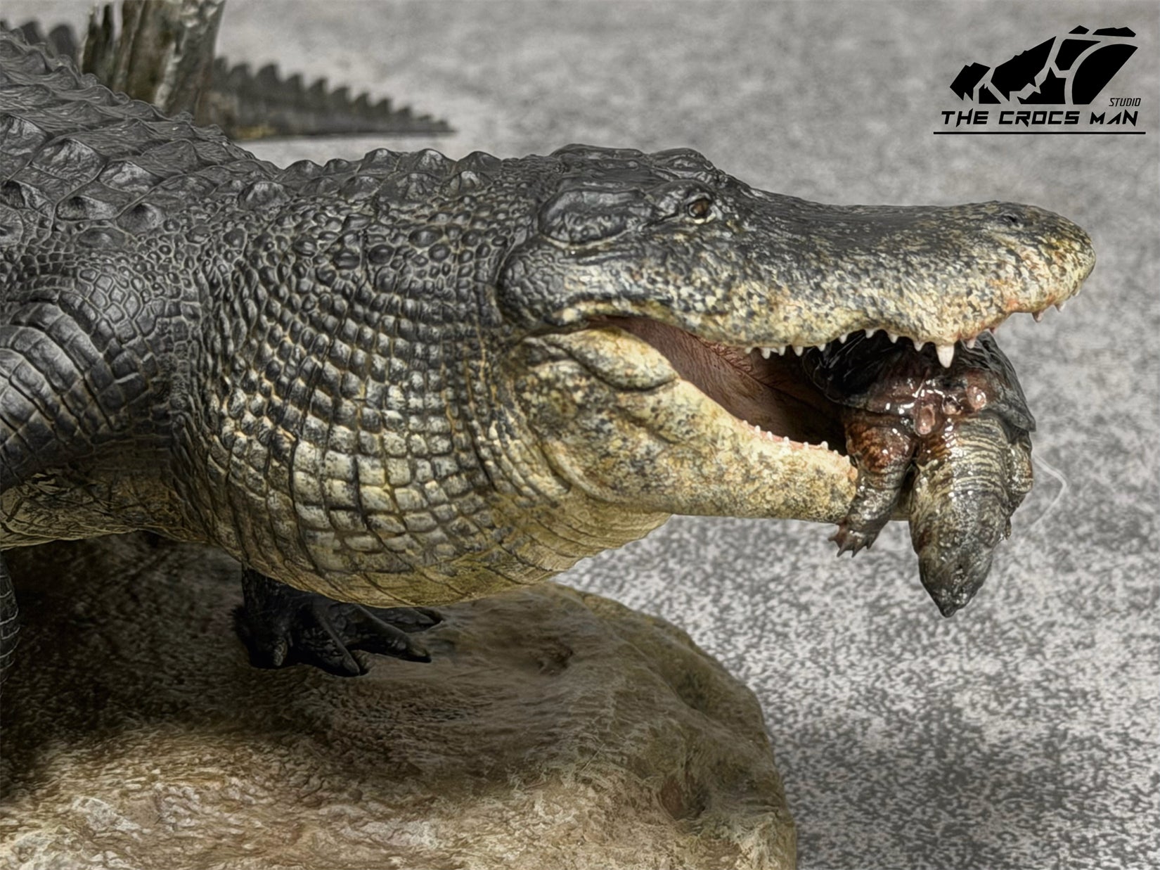 The Crocs Man Studio American Alligator Model