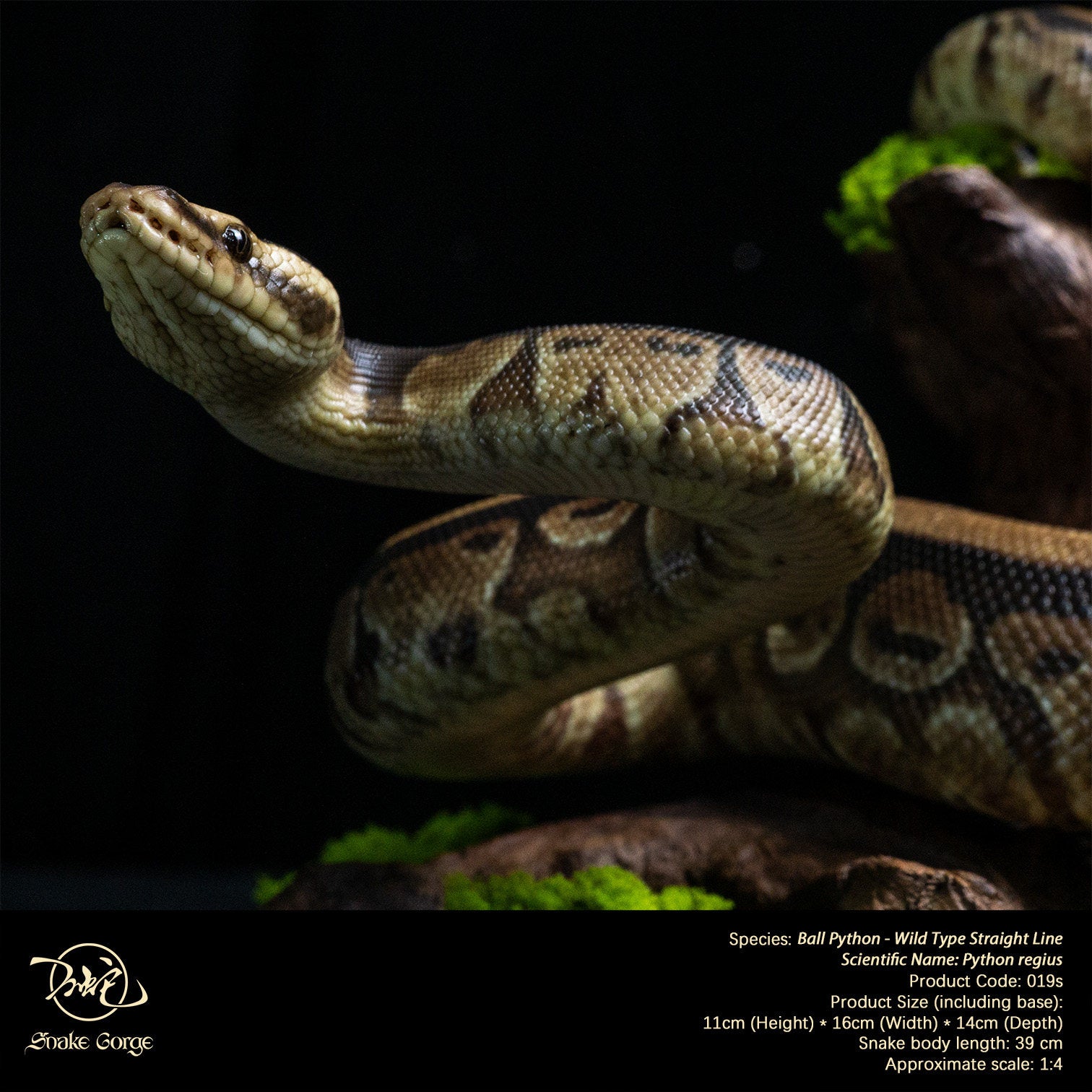 Snake Gorge Ball python Model