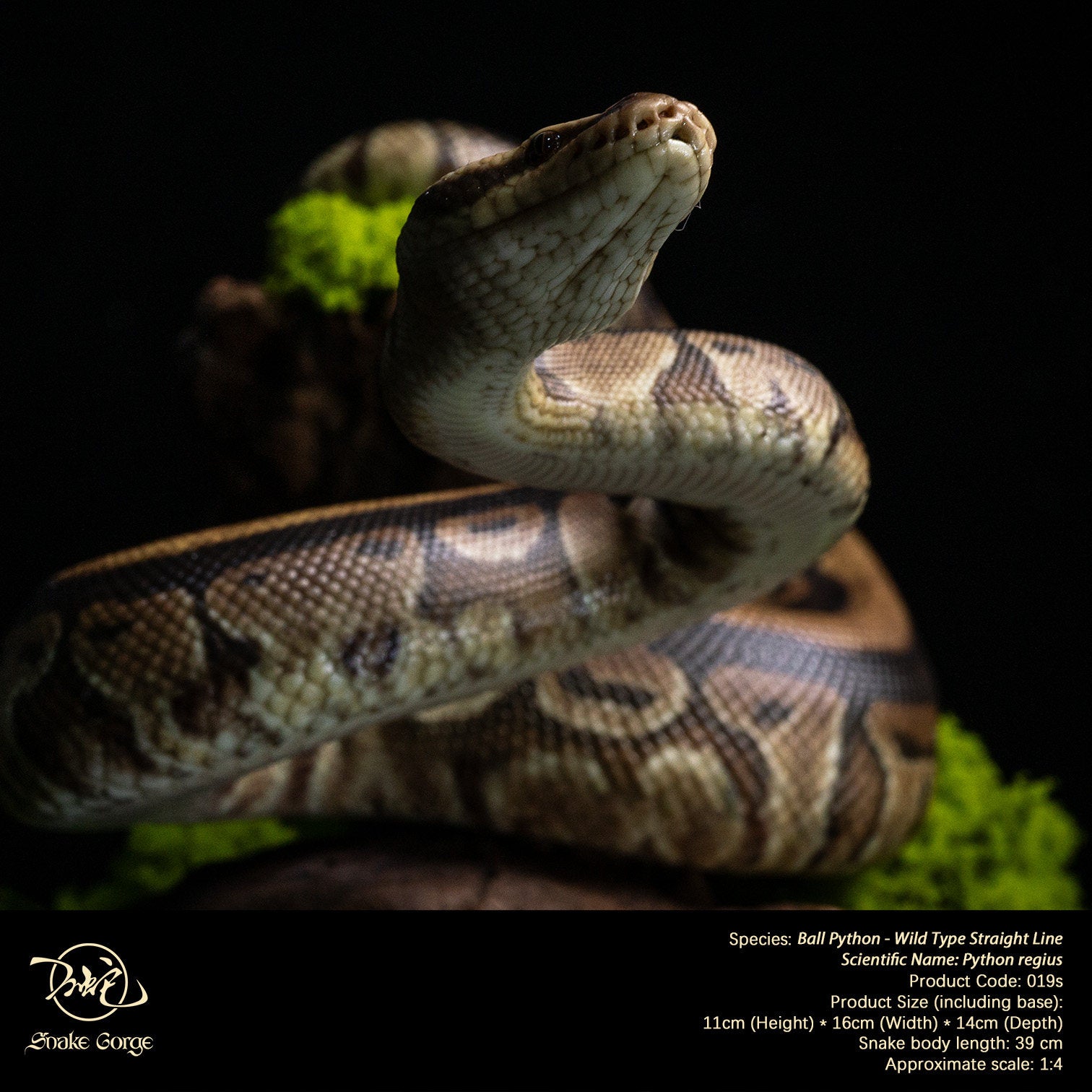 Snake Gorge Ball python Model