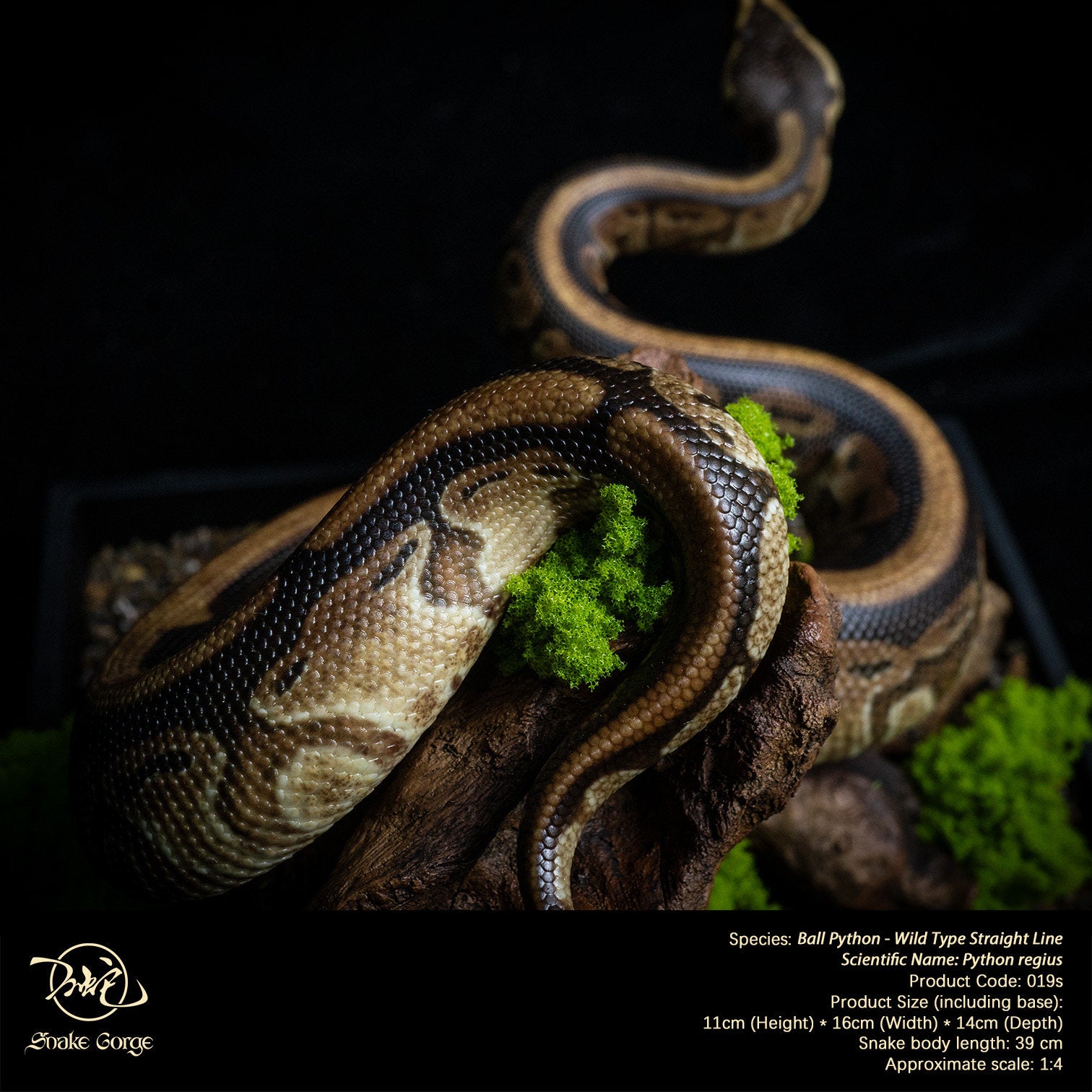 Snake Gorge Ball python Model