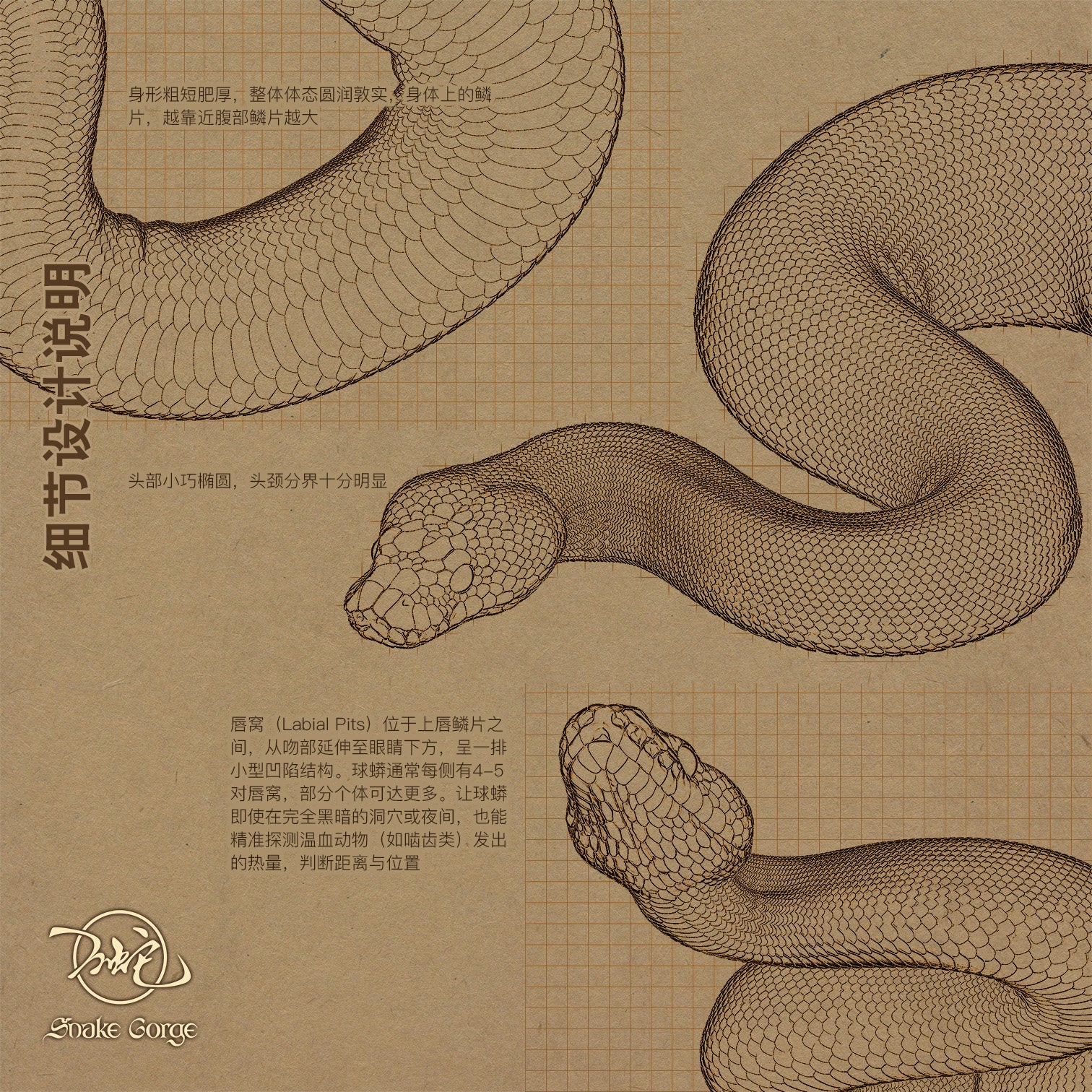 Snake Gorge Ball python Model
