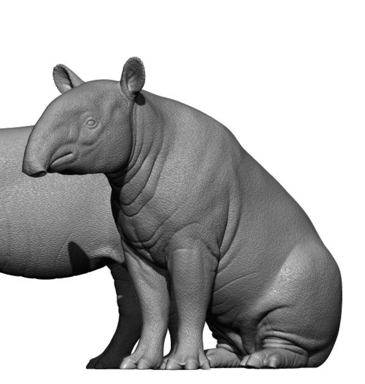 DAFEI Malayan tapir Tapirus terrestris Model
