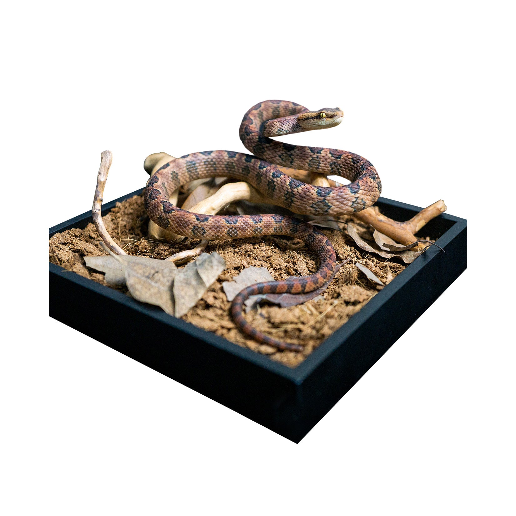 Snake Gorge Protobothrops mucrosquamatus Model