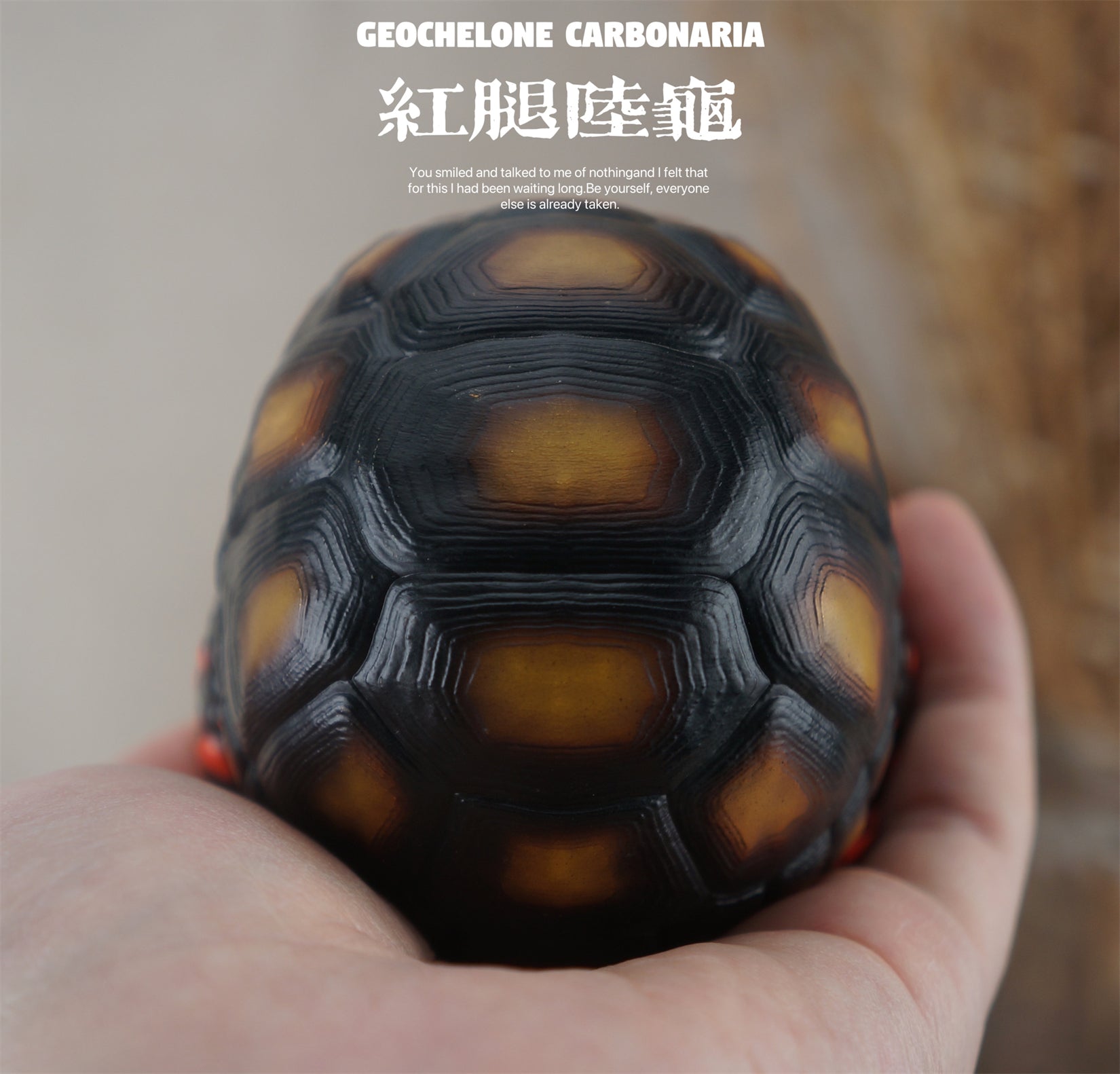 BOWUZHI Studio Geochelone Carbonaria & Chelonoidis Galapagoensis Model