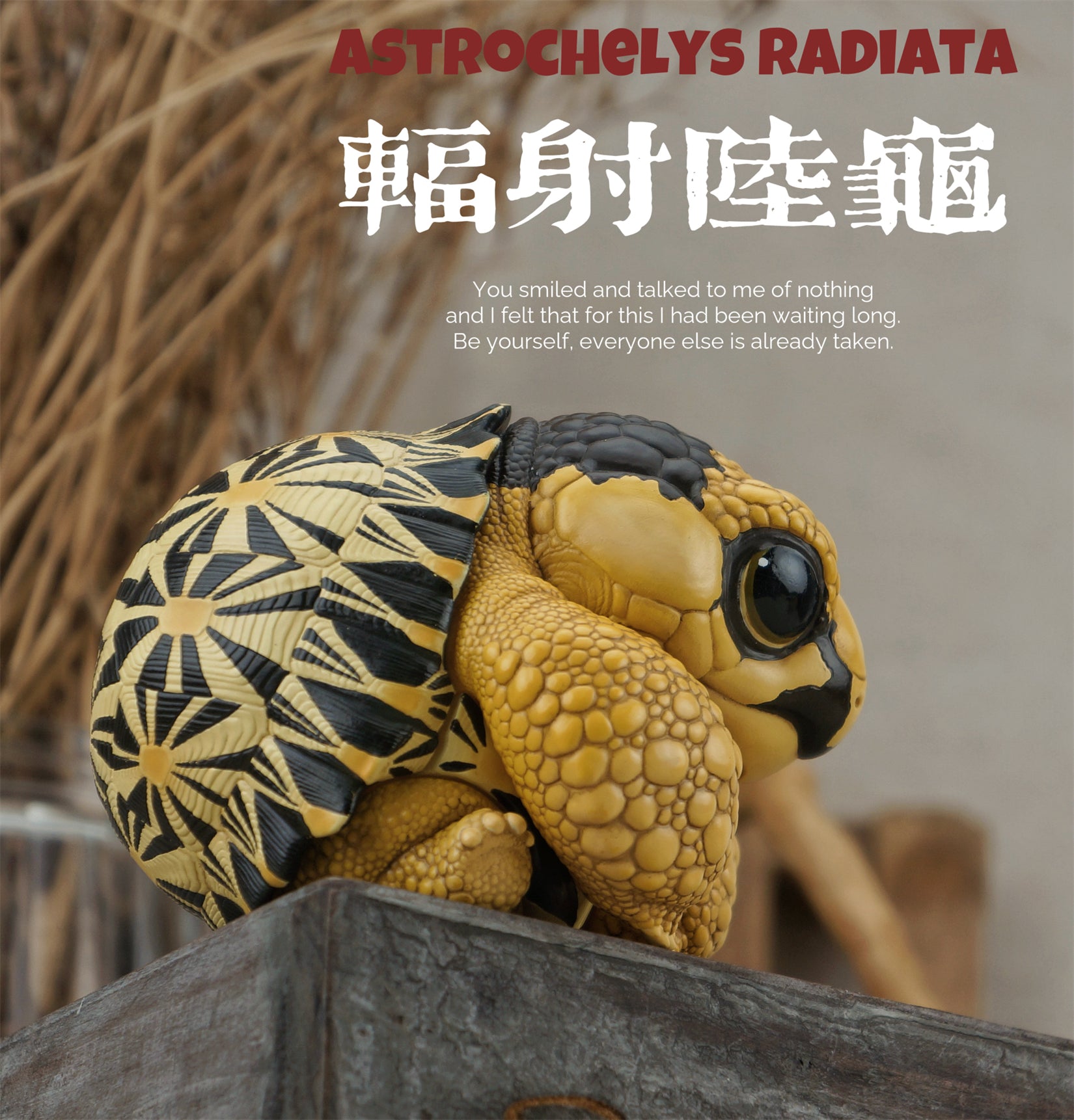 Turtle Series Animal Model