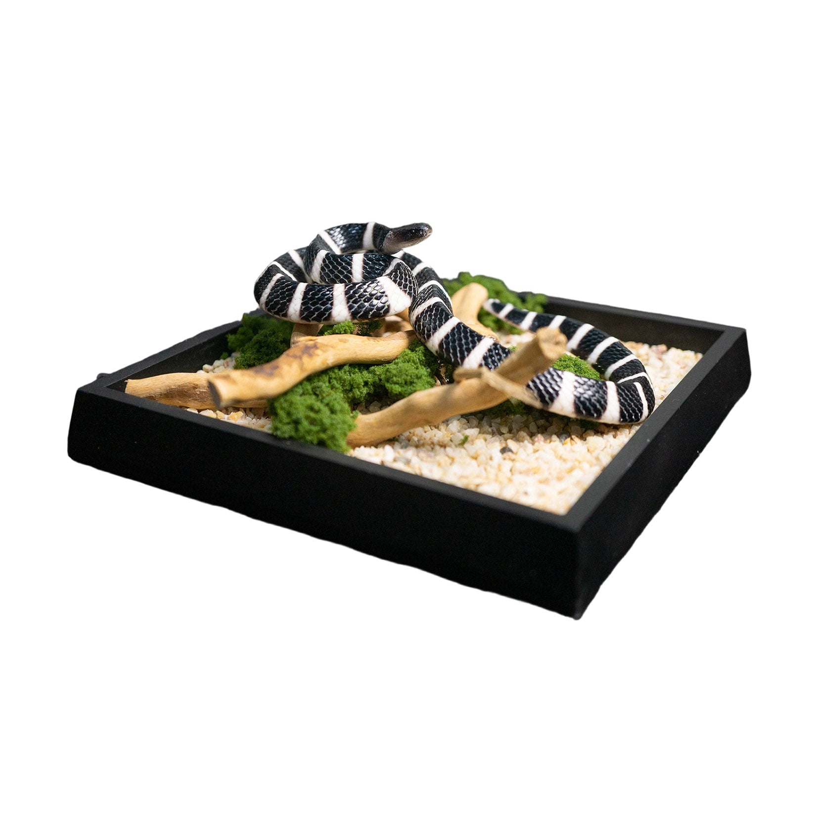 Snake Gorge Many-banded krait Model