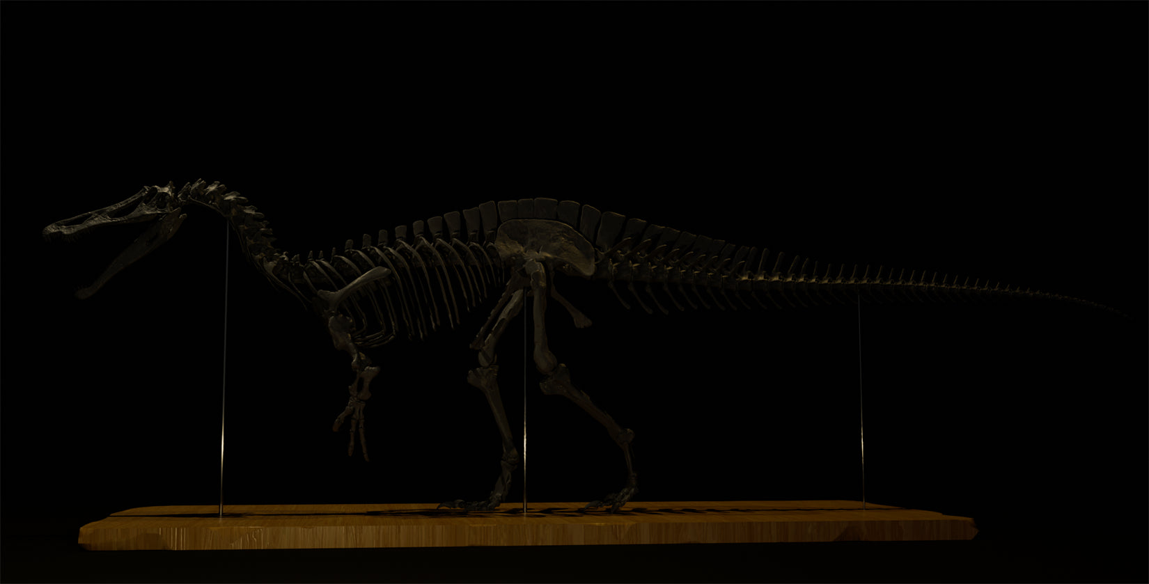 Nova Studio 1/10 Scale Suchomimus tenerensis Skeleton Model