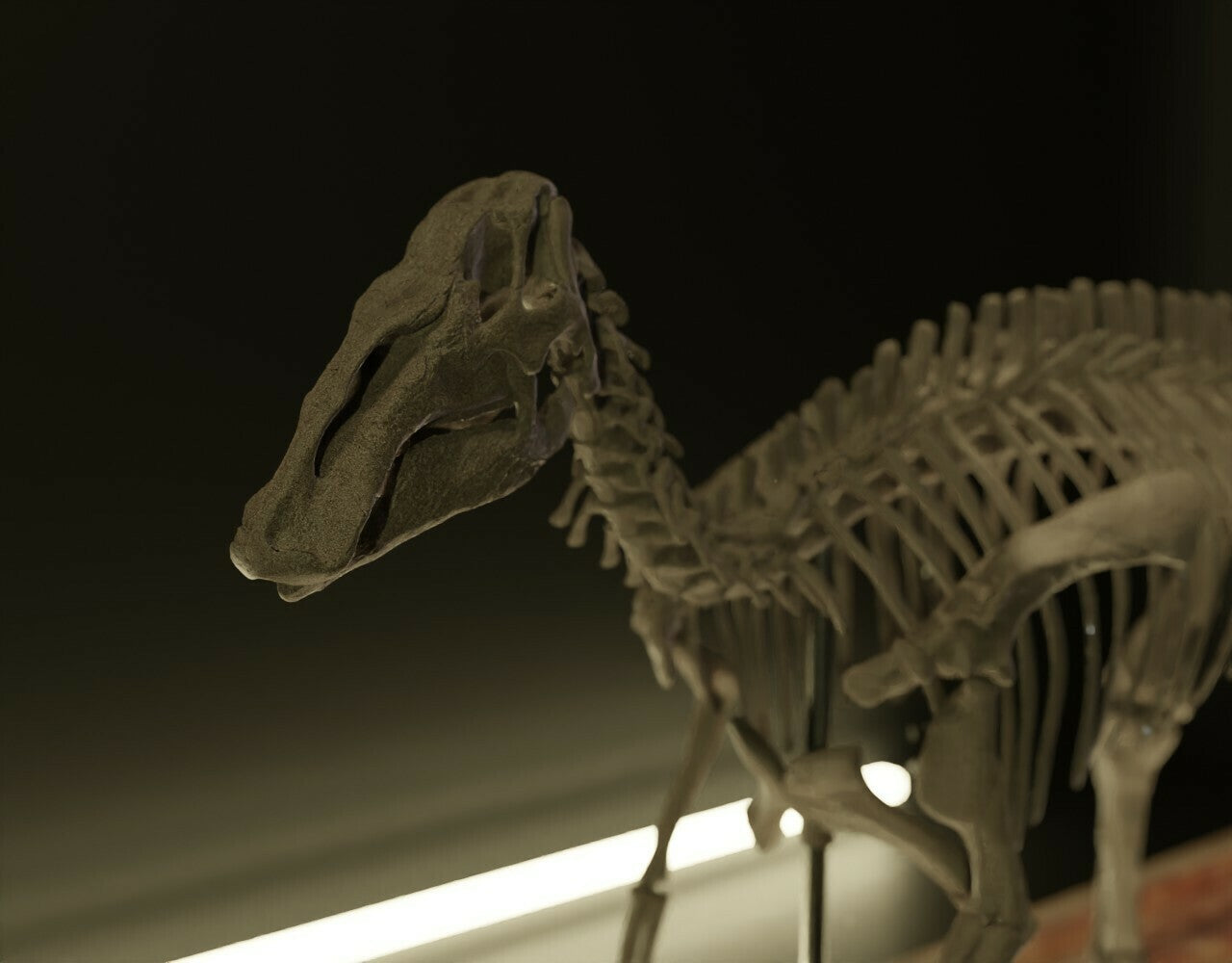 Nova Studio 1/20 Scale Edmontosaurus keleton Model