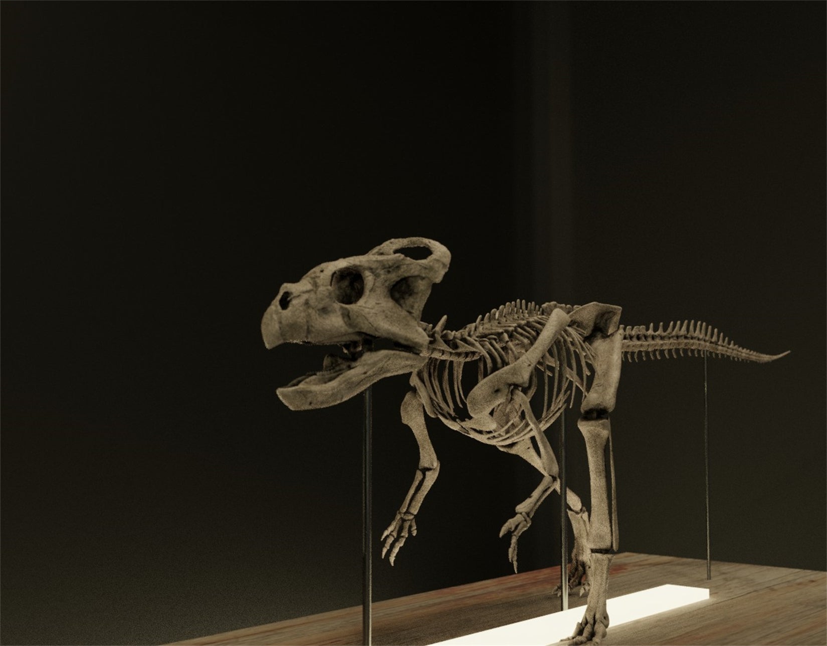 Nova Studio 1/1 Scale Microceratus gobiensis Skeleton Model