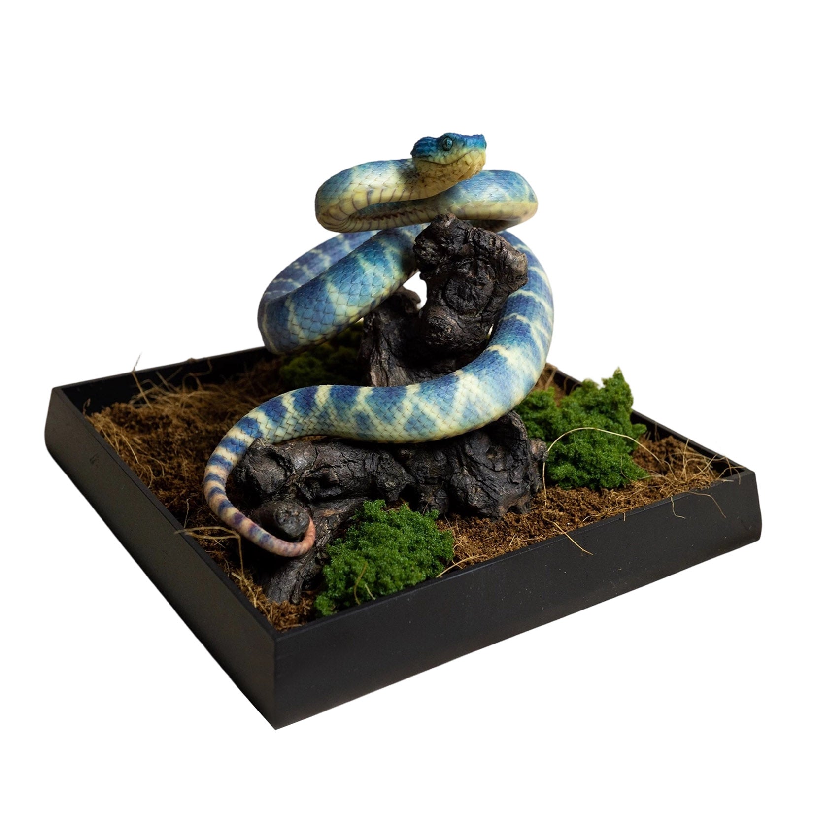 Snake Gorge Blue Atheris squamigera Model