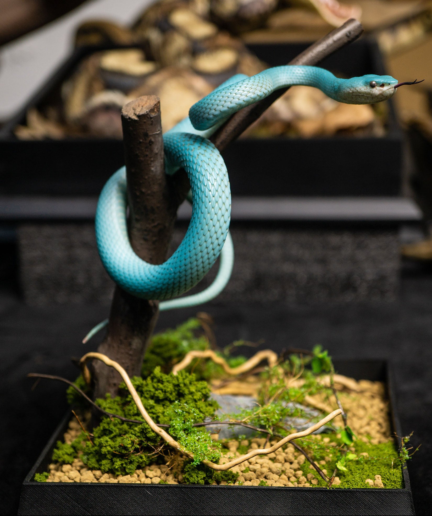 Snake Gorge Indonesian pit viper Model