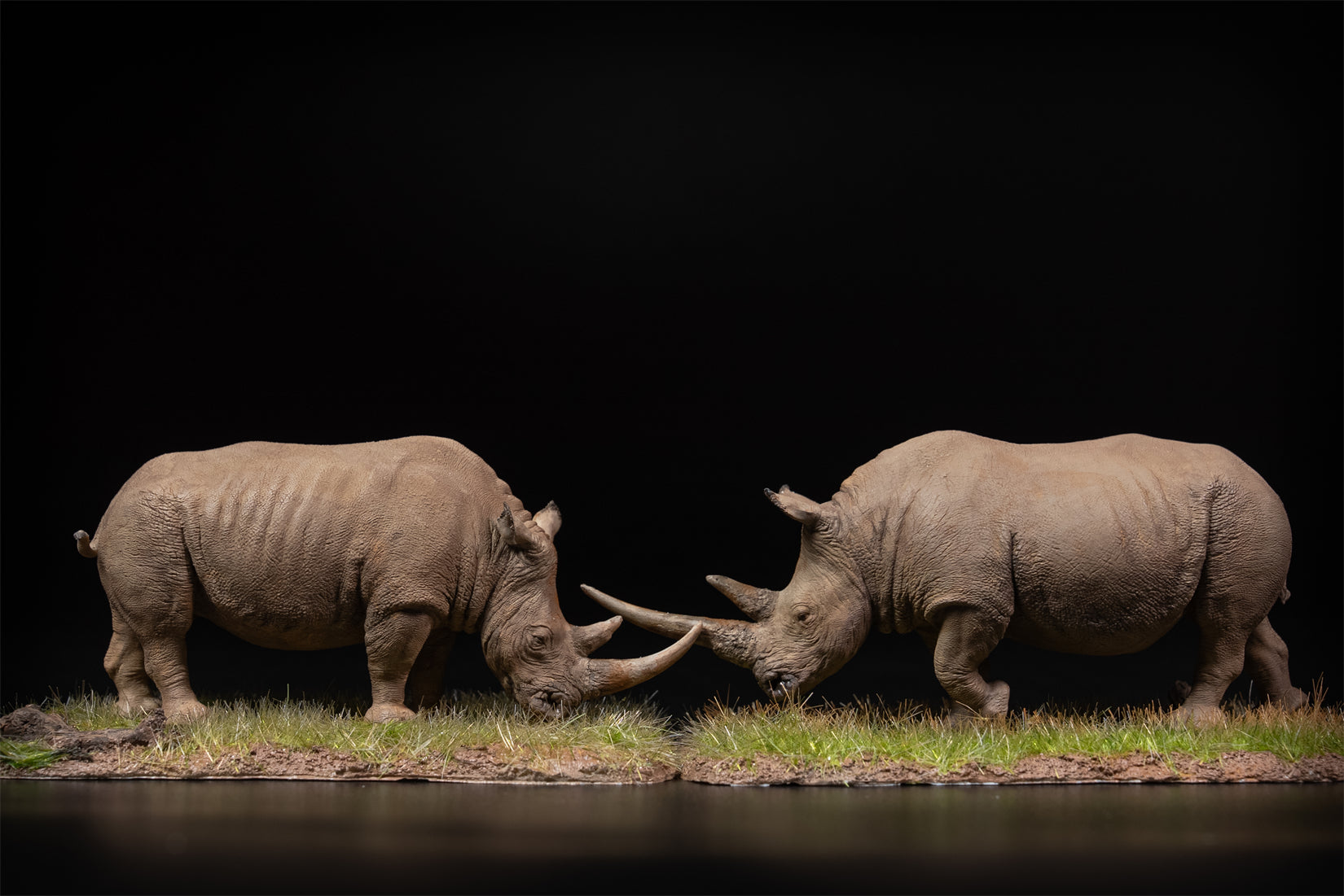 De CLAY Studio 1/35 Scale White rhinoceros battling bulls Model
