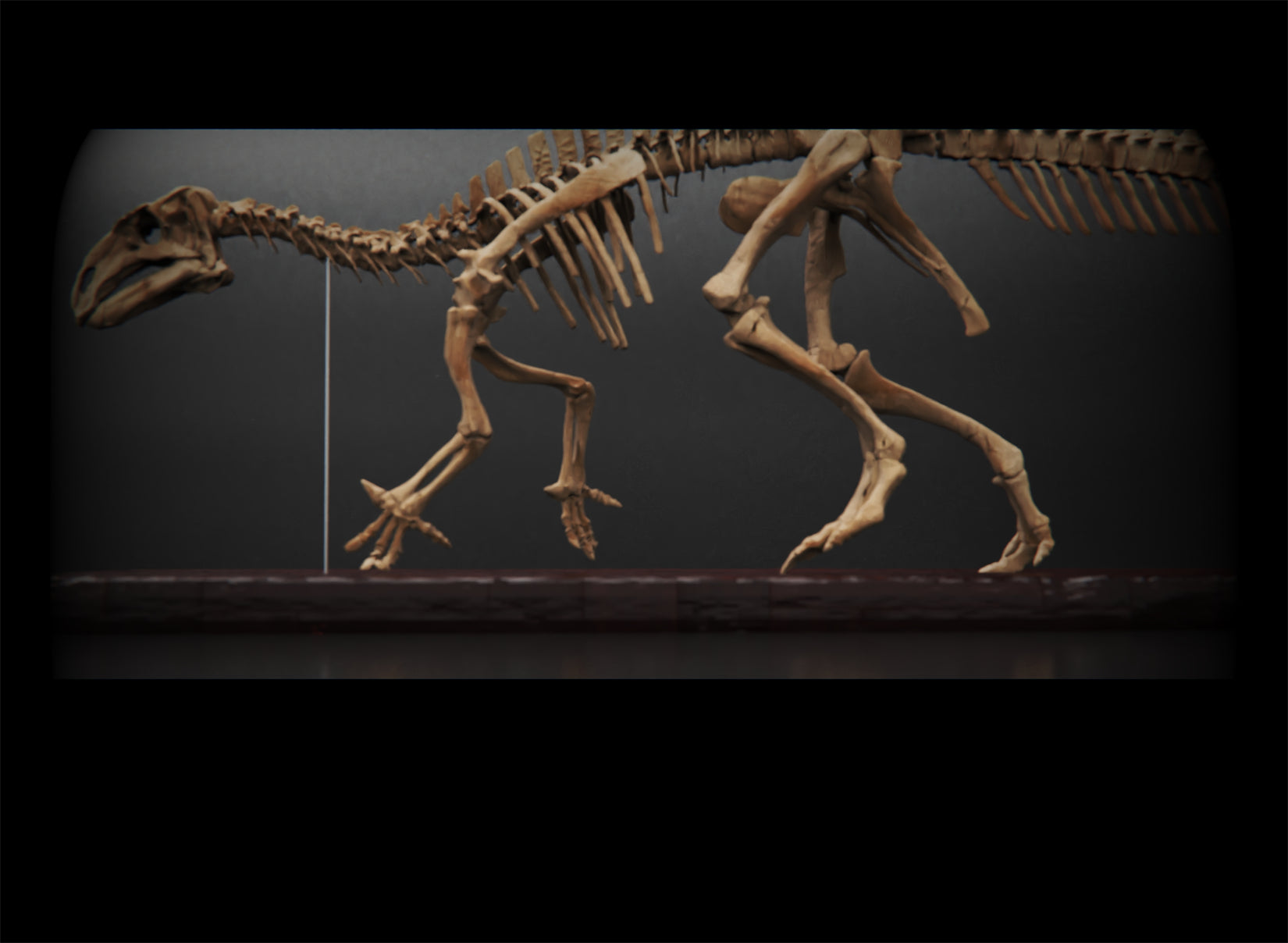 Nova Studio 1/10 Scale Iguanodon bernissartensis Keleton Model