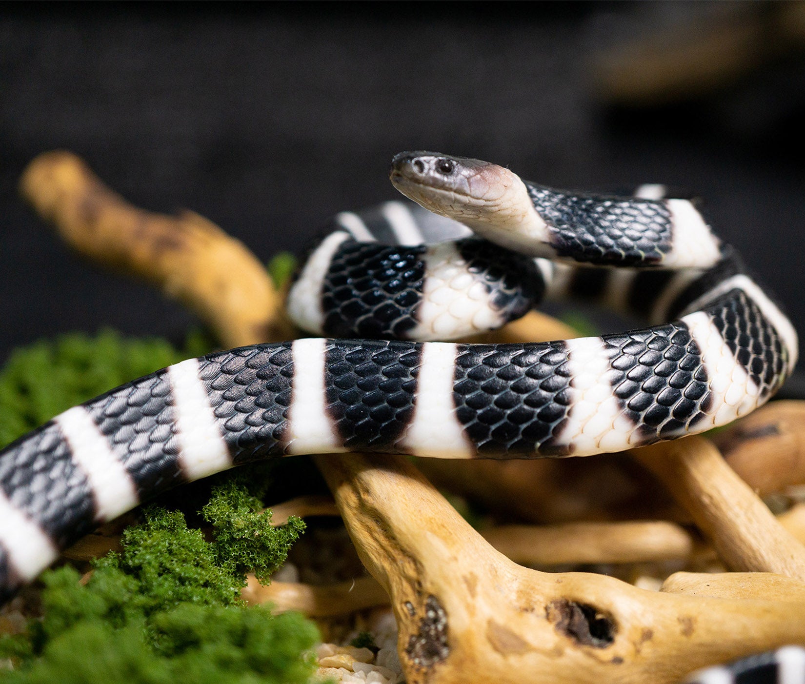 Snake Gorge Many-banded krait Model