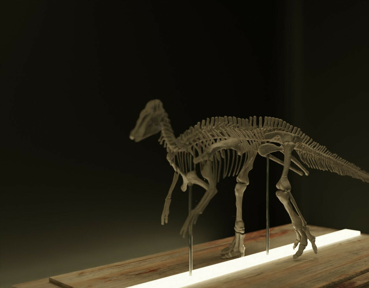 Nova Studio 1/20 Scale Edmontosaurus keleton Model