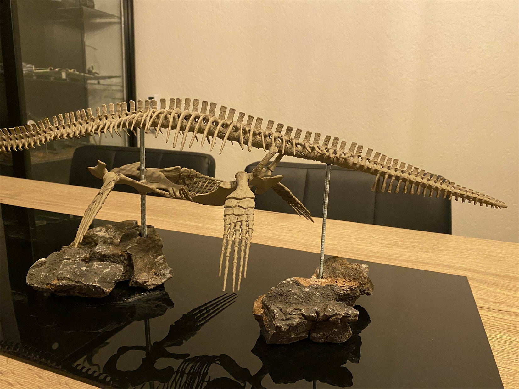 Nova Studio 1/8 Scale Elasmosaurus platyurus keleton Model