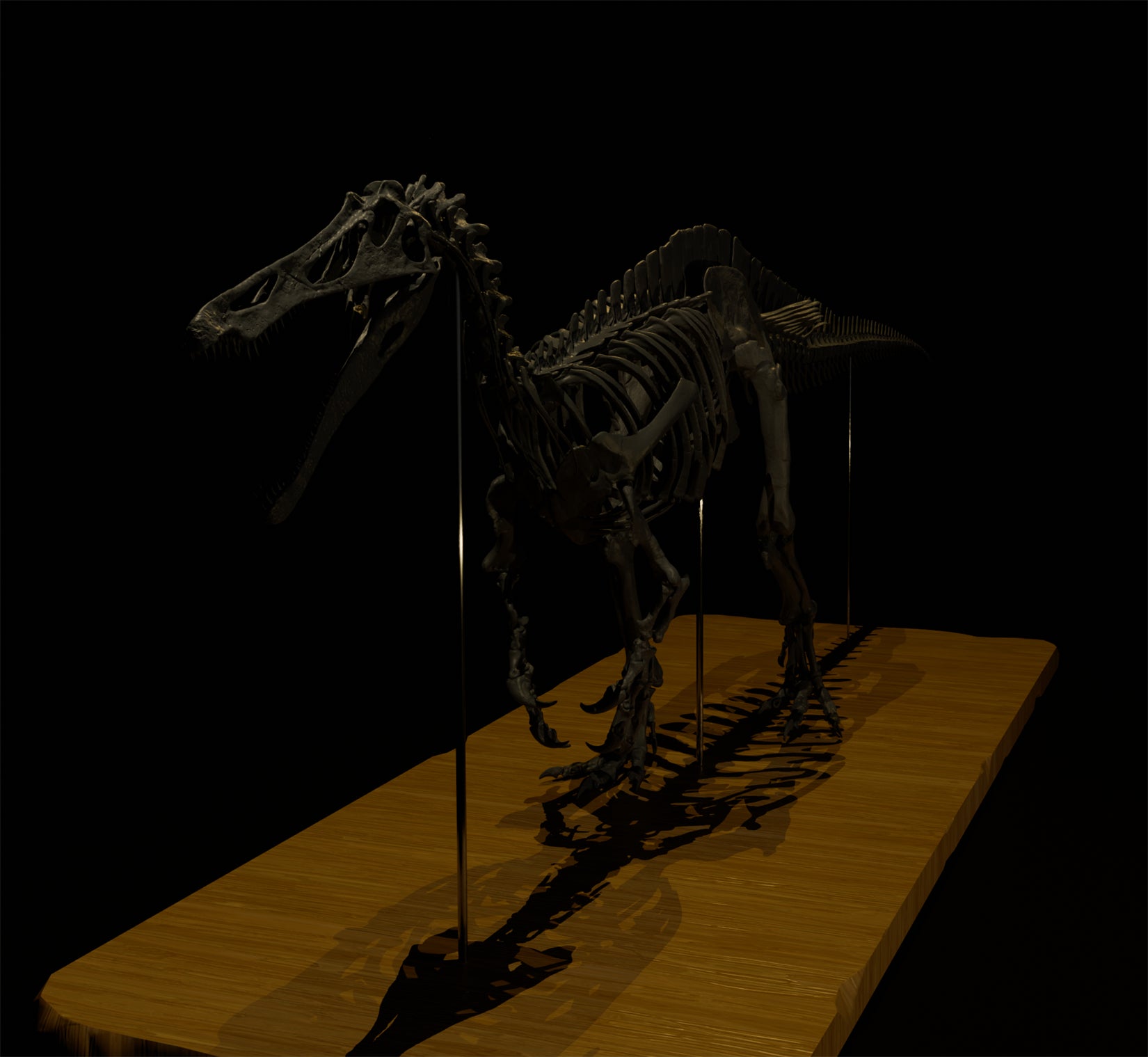 Nova Studio 1/10 Scale Suchomimus tenerensis Skeleton Model