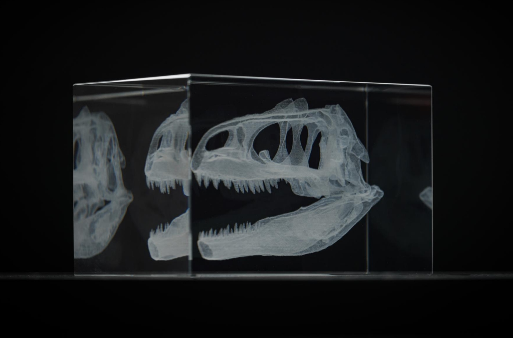 Cerastes Cornutus Schlangenmodell