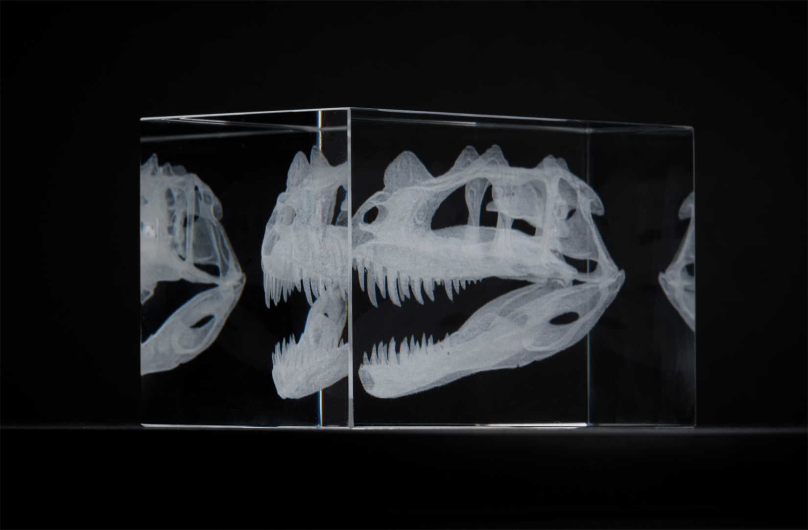 Cerastes Cornutus Schlangenmodell