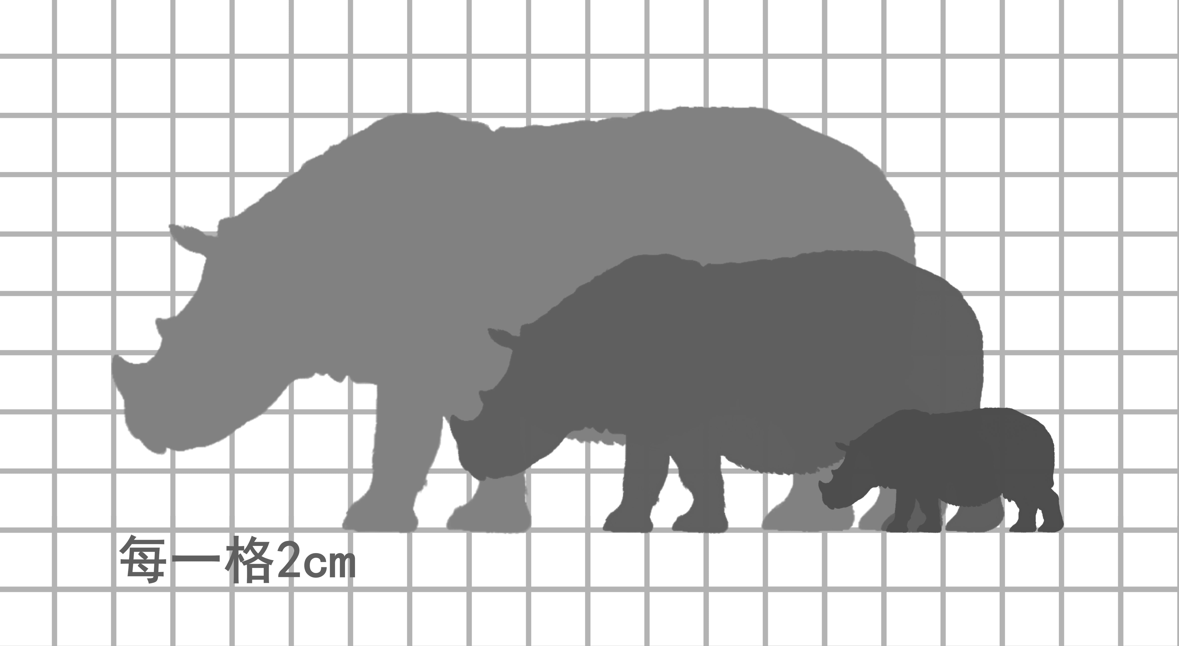 KWAN Studio Sumatran rhinoceros Model