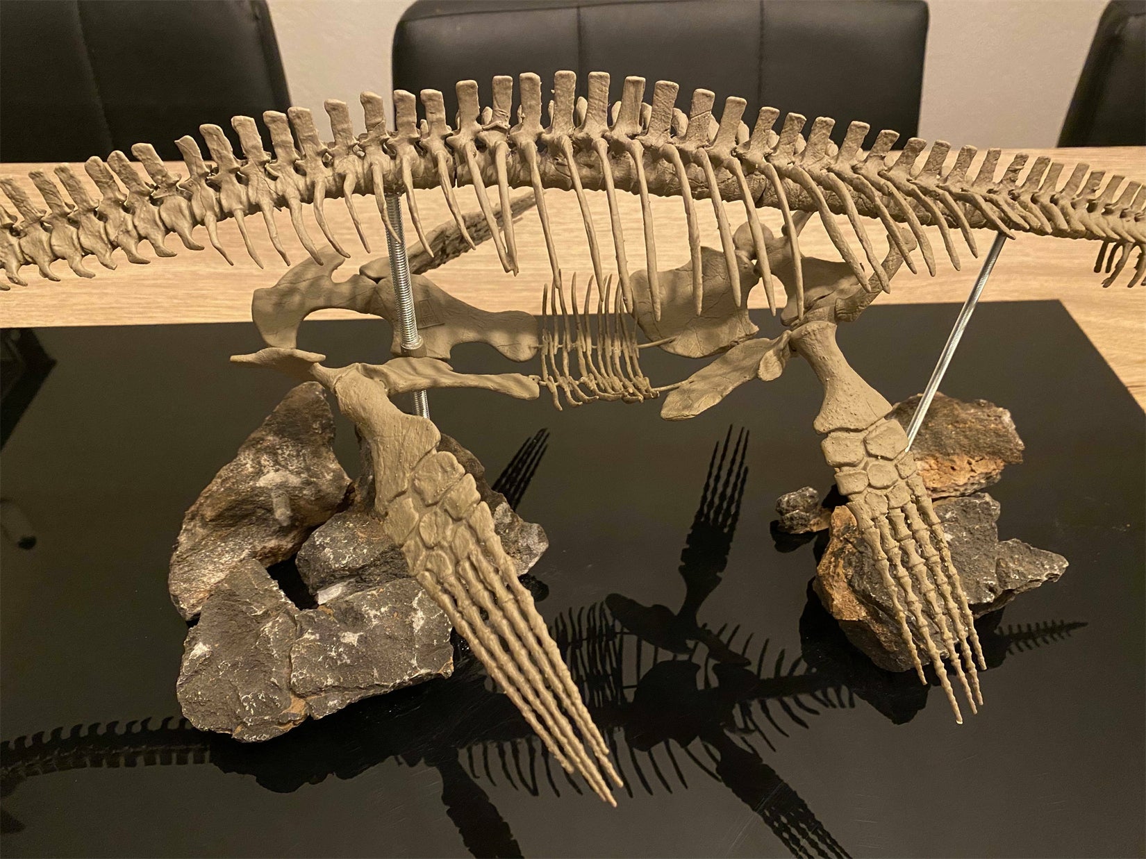 Nova Studio 1/8 Scale Elasmosaurus platyurus keleton Model