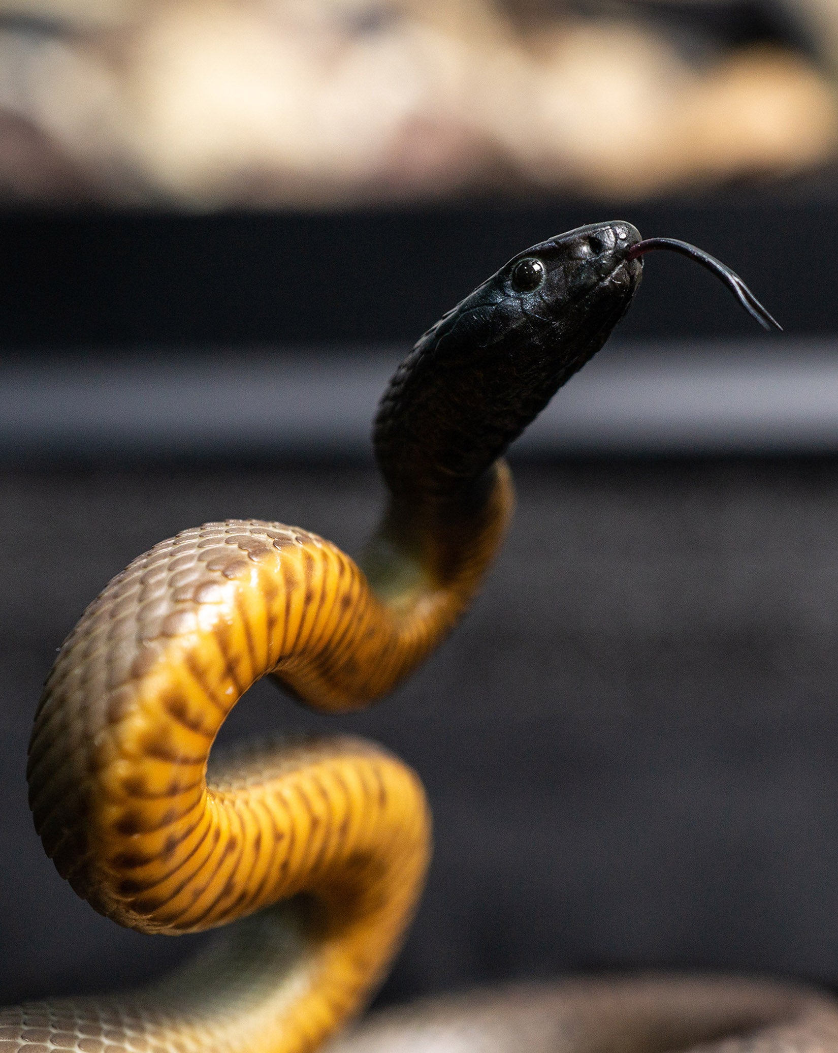 Snake Gorge Inland taipan Model