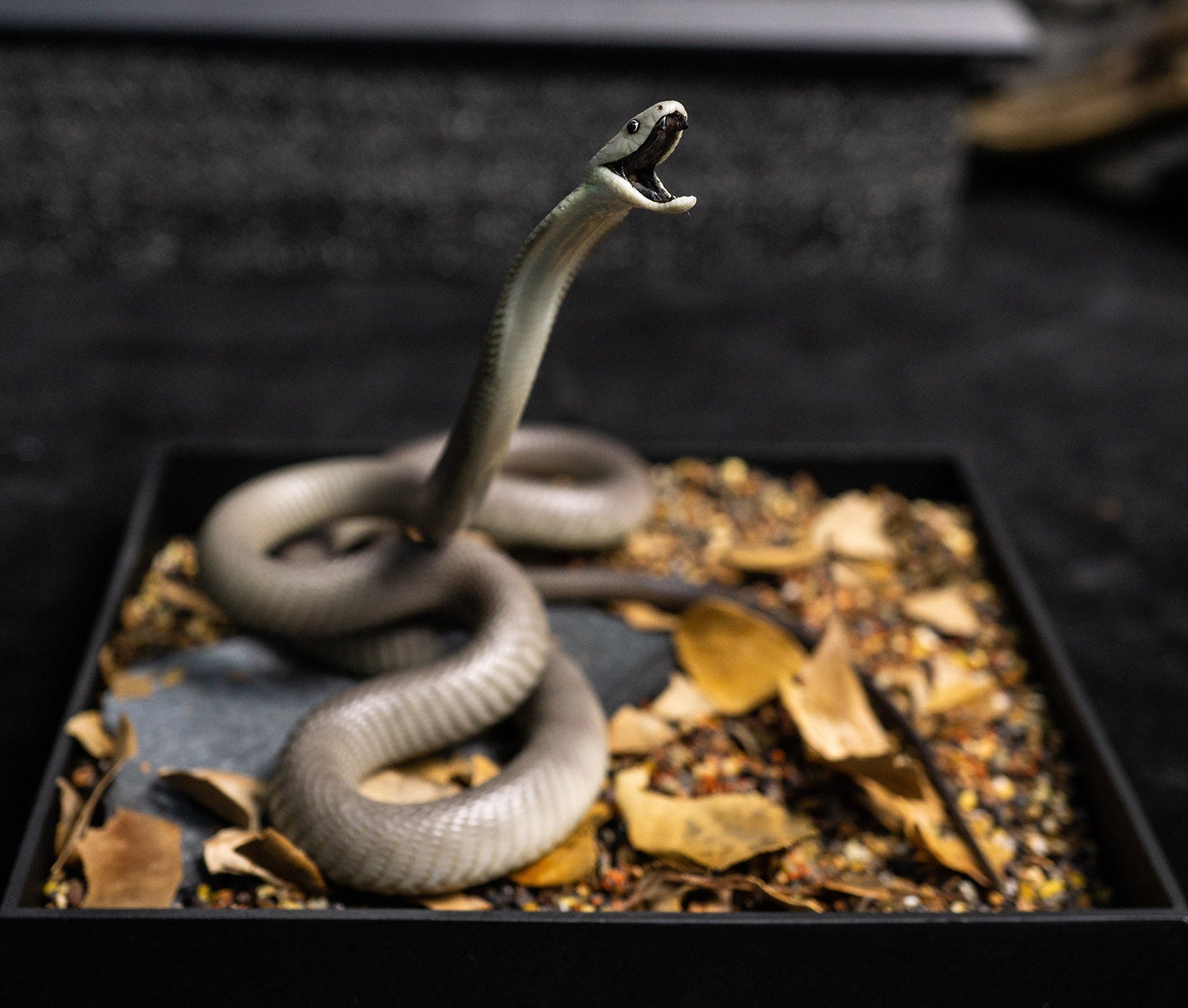 Snake Gorge Black mamba Model