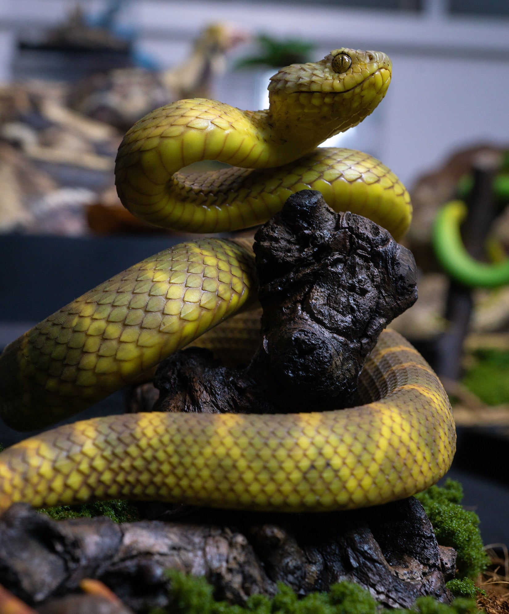 Snake Gorge Yellow Atheris squamigera Model