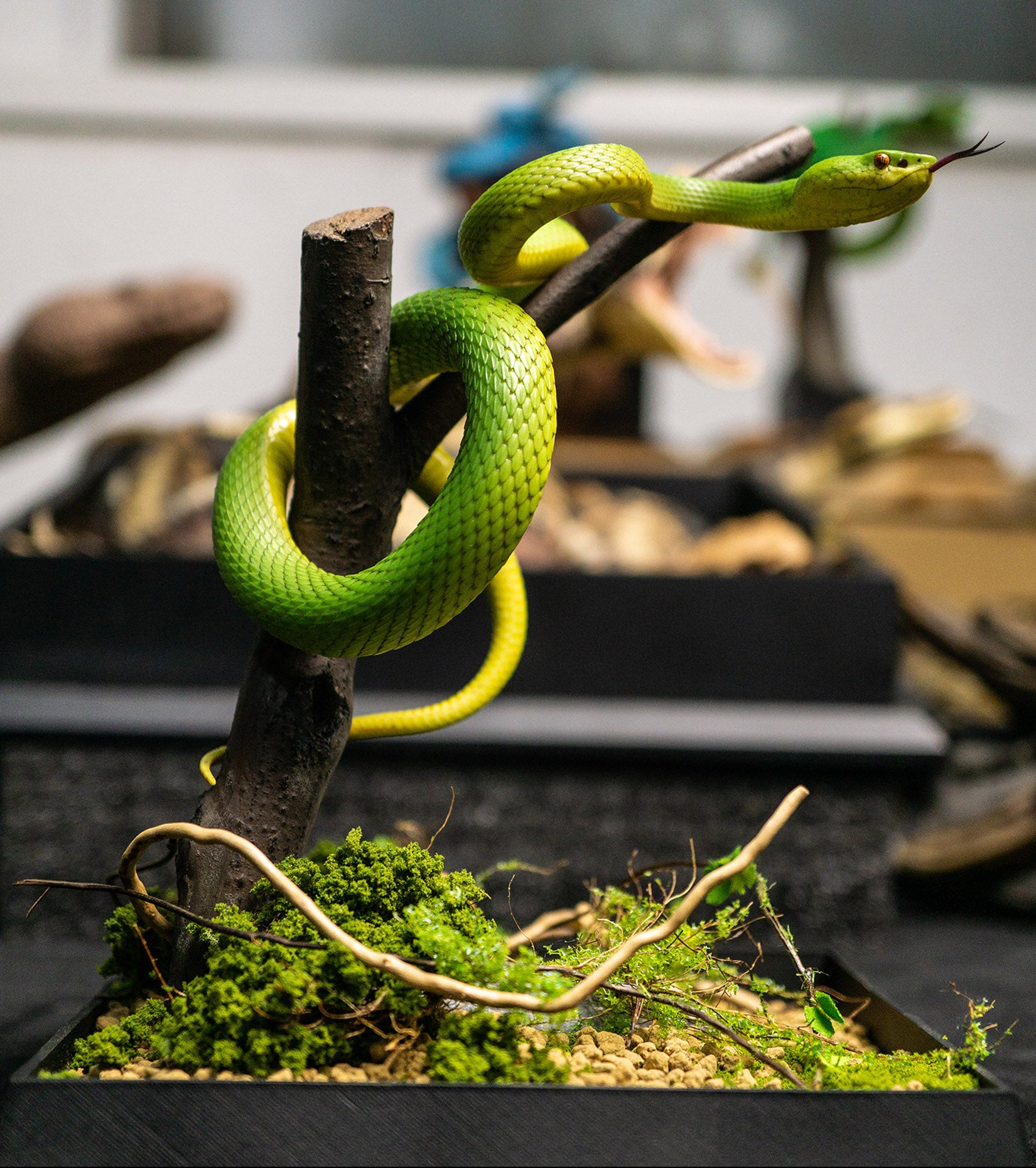 Snake Gorge Trimeresurus albolabris Model