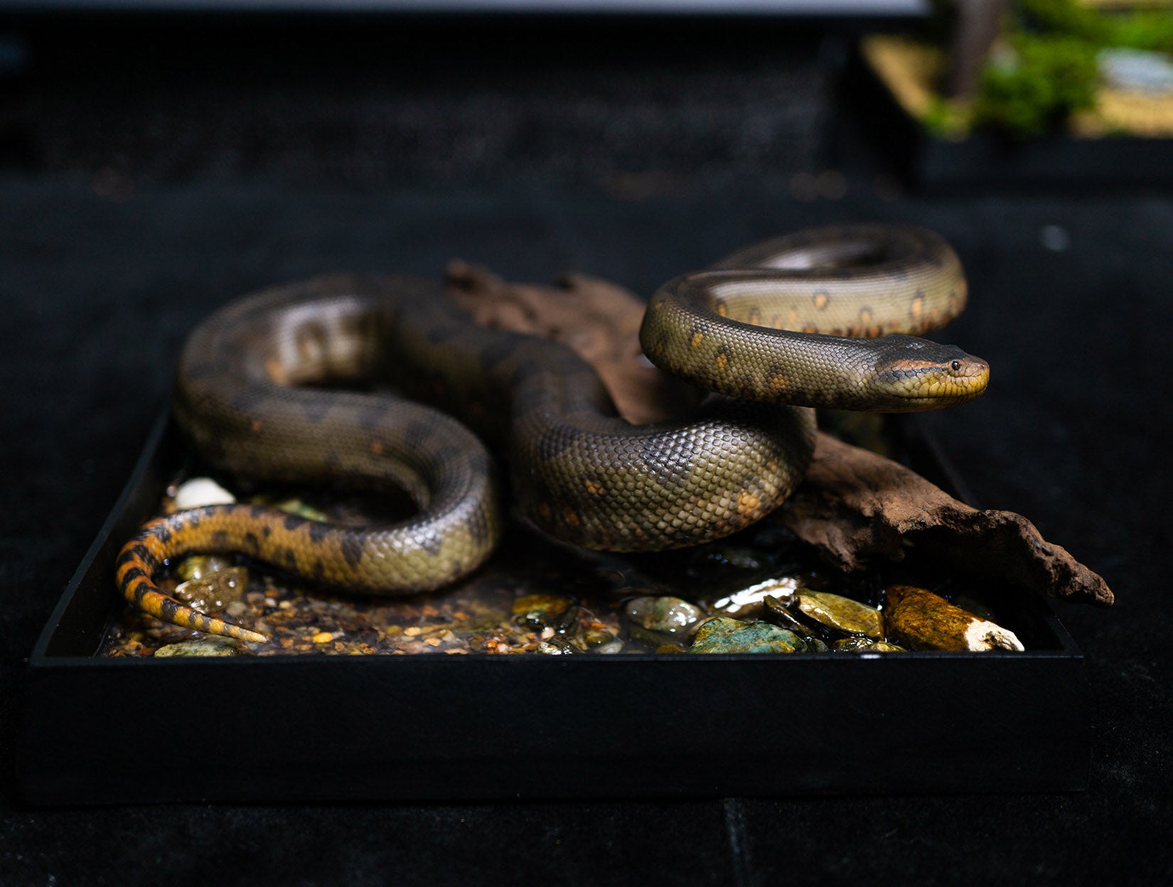 Snake Gorge Green anaconda Model