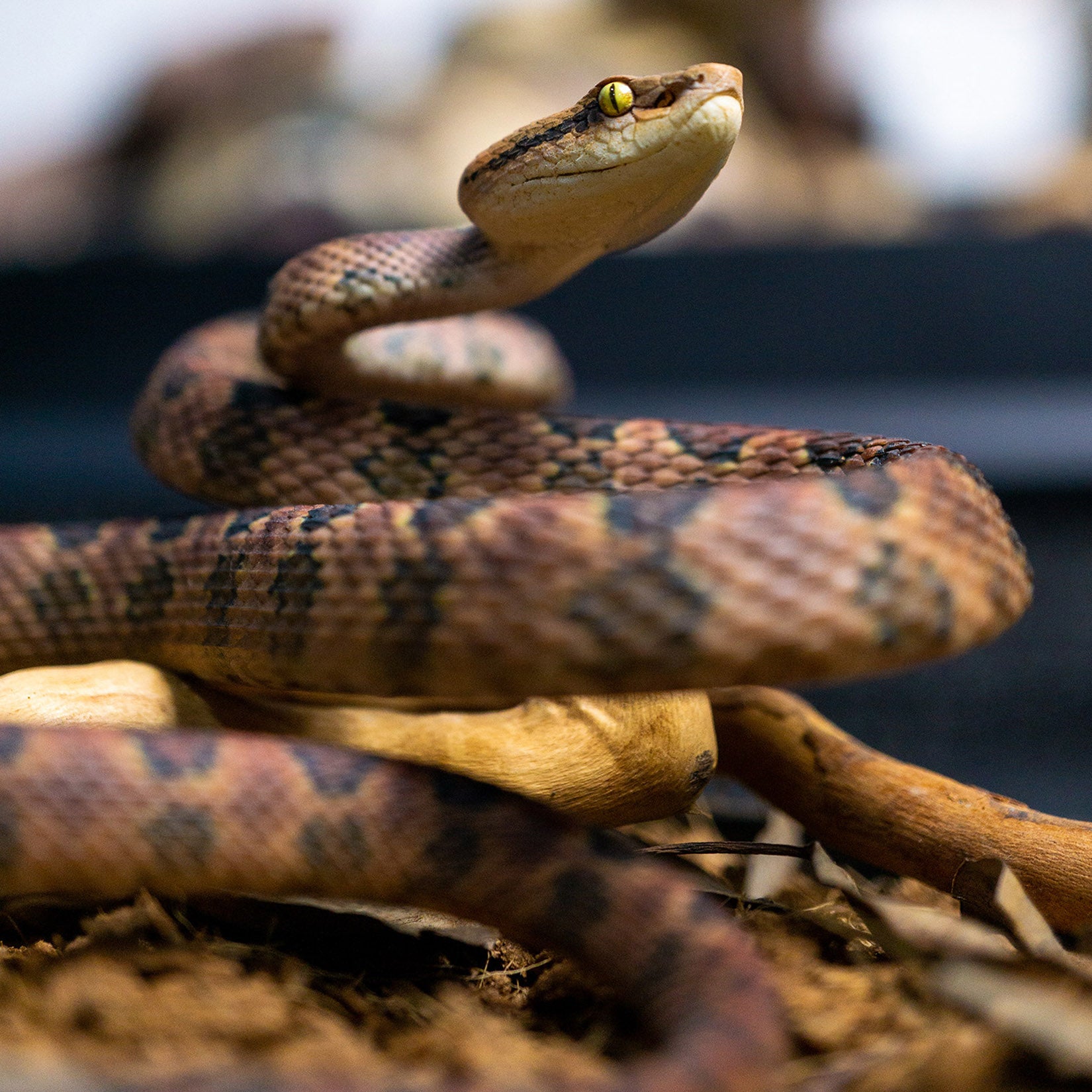 Snake Gorge Protobothrops mucrosquamatus Model