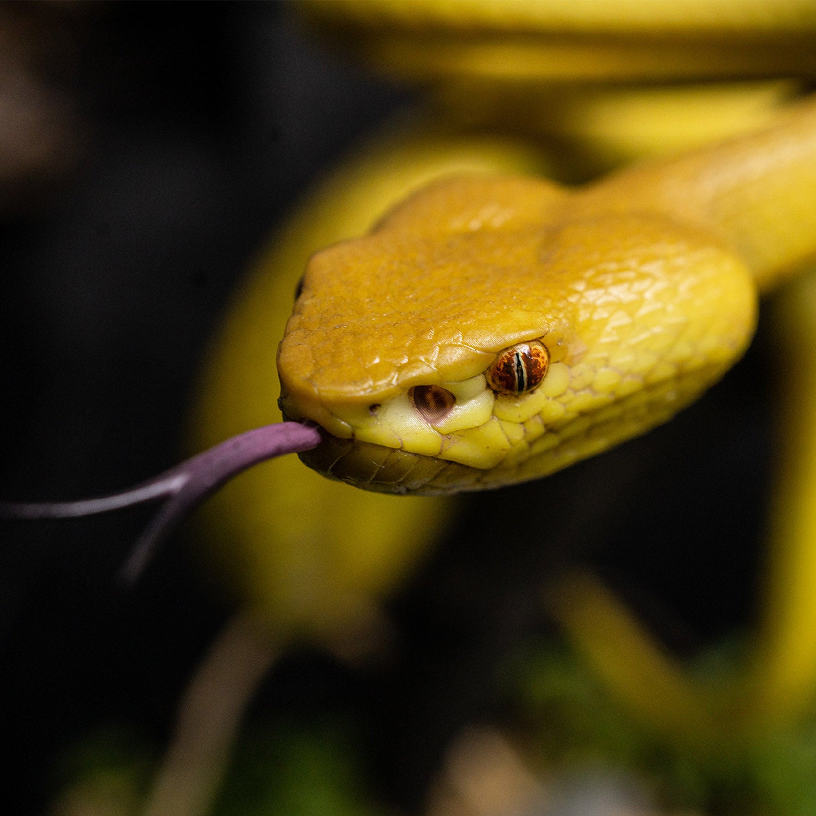Snake Gorge Cryptelytrops cantori Model