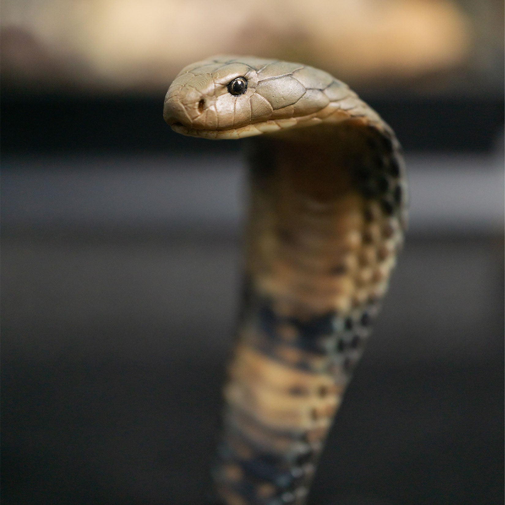 Snake Gorge King cobra Model