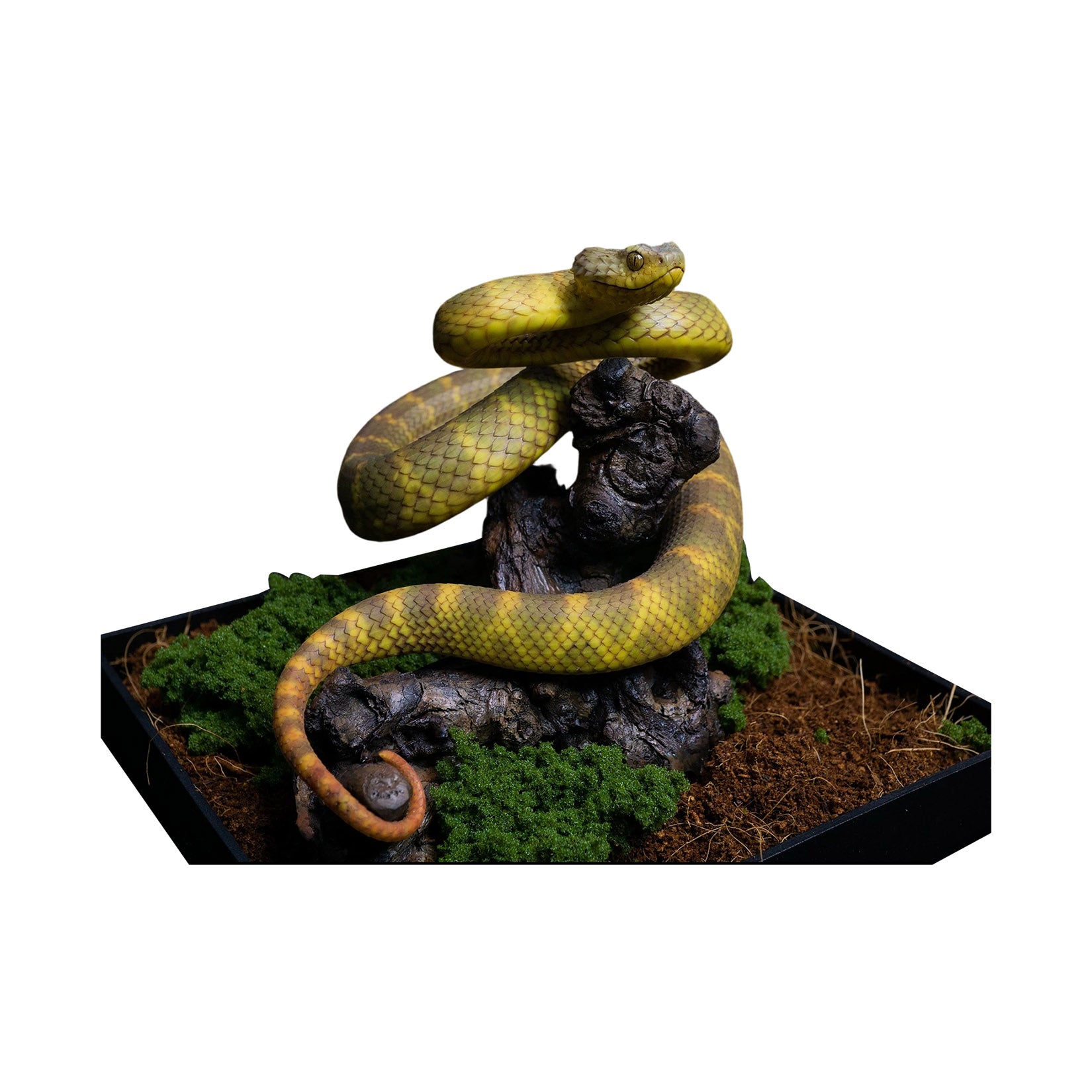 Snake Gorge Yellow Atheris squamigera Model