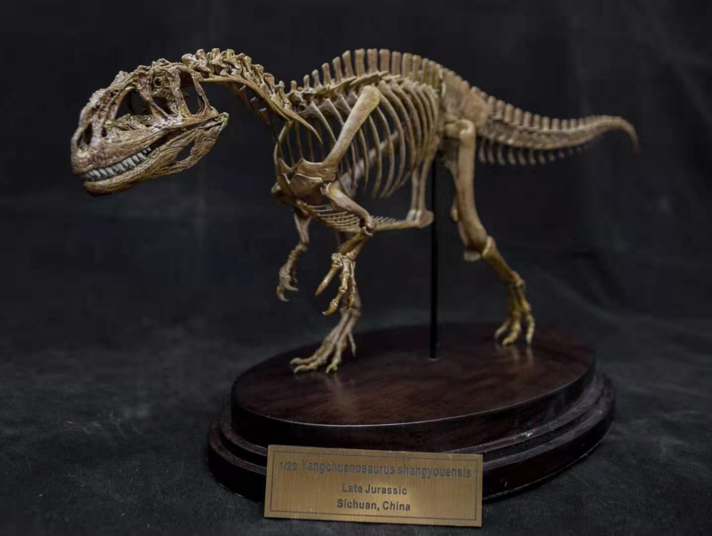1/20 Yangchuanosaurus Skeleton Model
