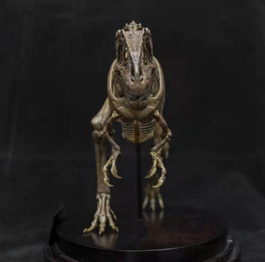 1/20 Yangchuanosaurus Skeleton Model
