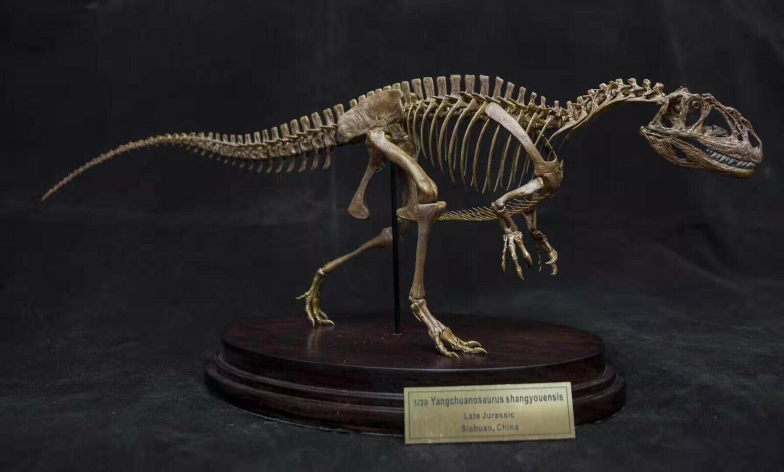 1/20 Yangchuanosaurus Skeleton Model