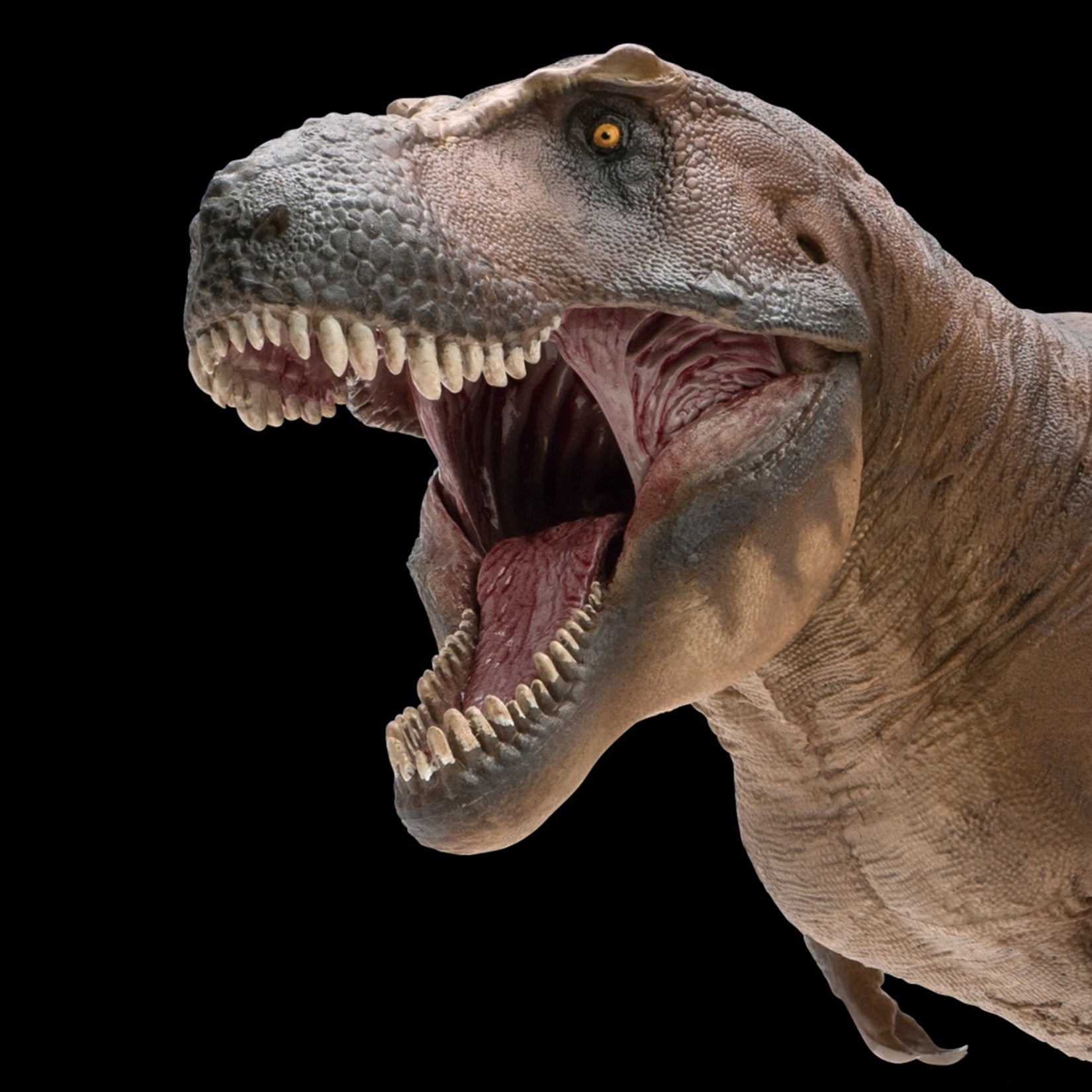 PNSO 18 Cameron The Tyrannosaurus Rex 1:35 Scale Scietific Art Model