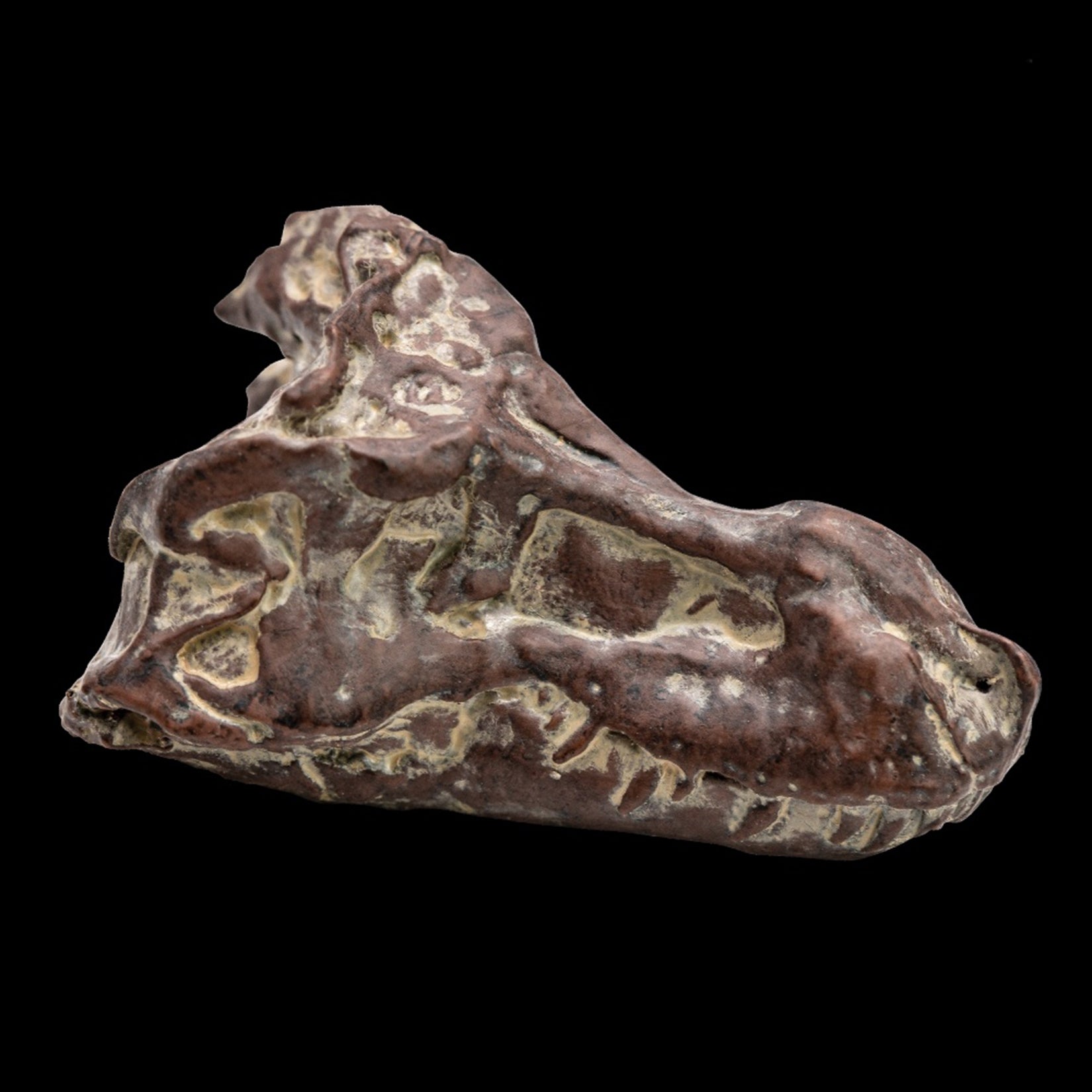 PNSO 18 Cameron The Tyrannosaurus Rex 1:35 Scale Scietific Art Model