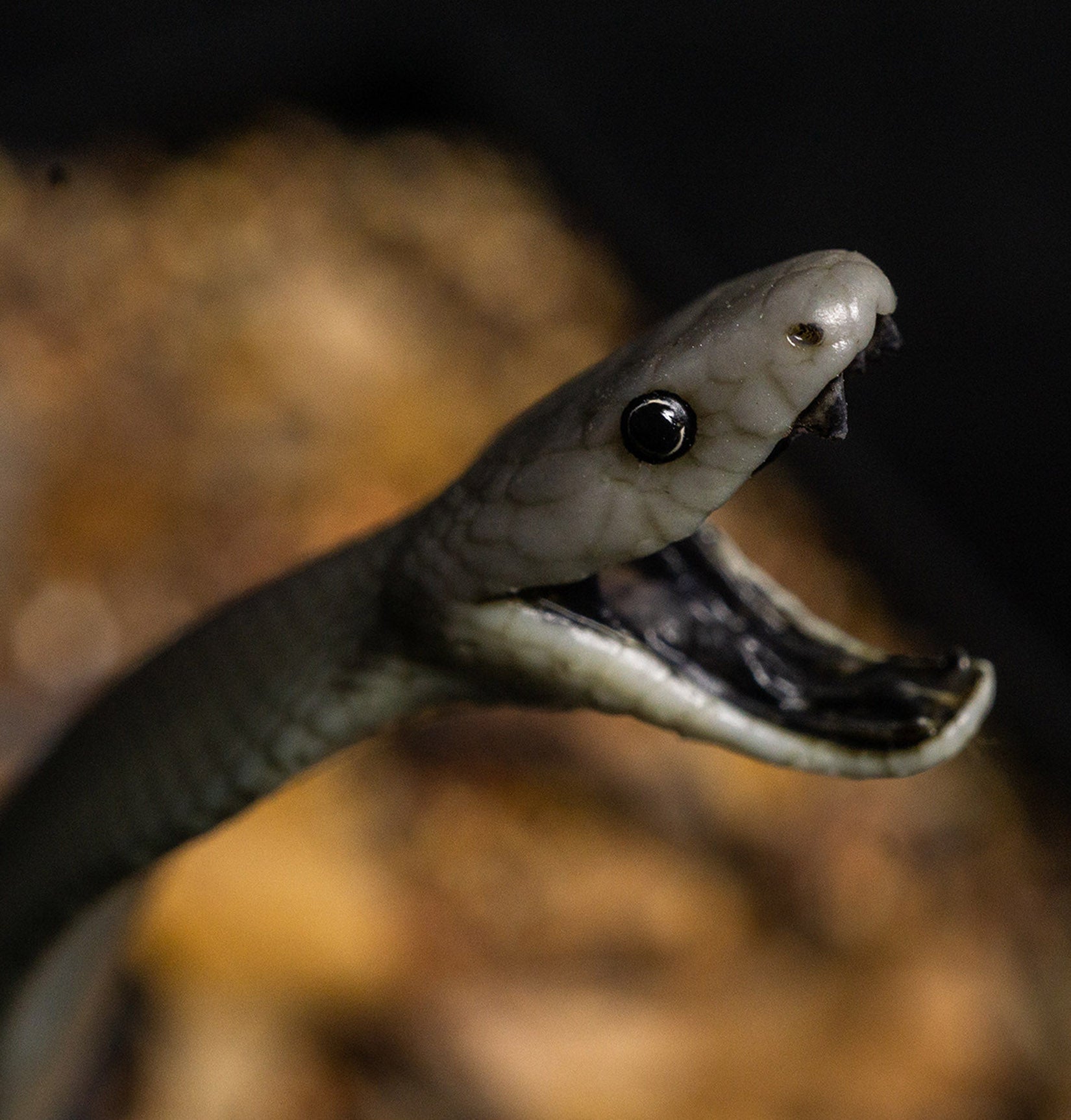 Snake Gorge Black mamba Model