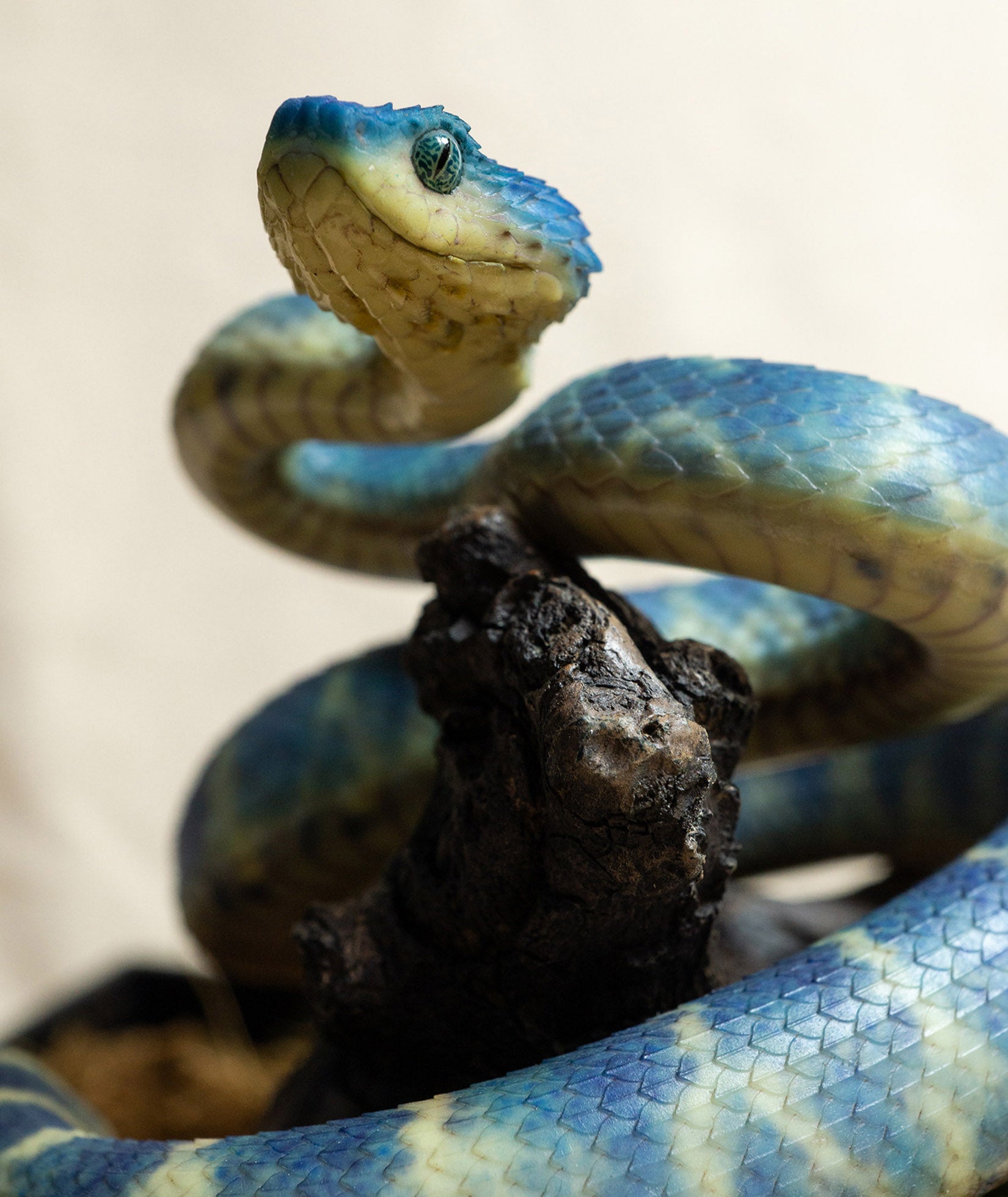 Snake Gorge Blue Atheris squamigera Model