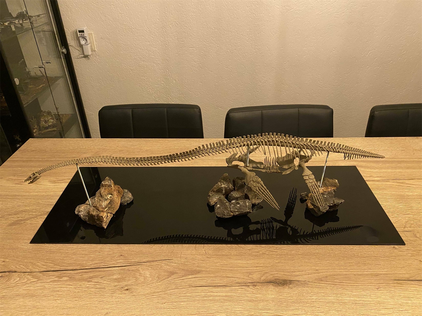 Nova Studio 1/8 Scale Elasmosaurus platyurus keleton Model