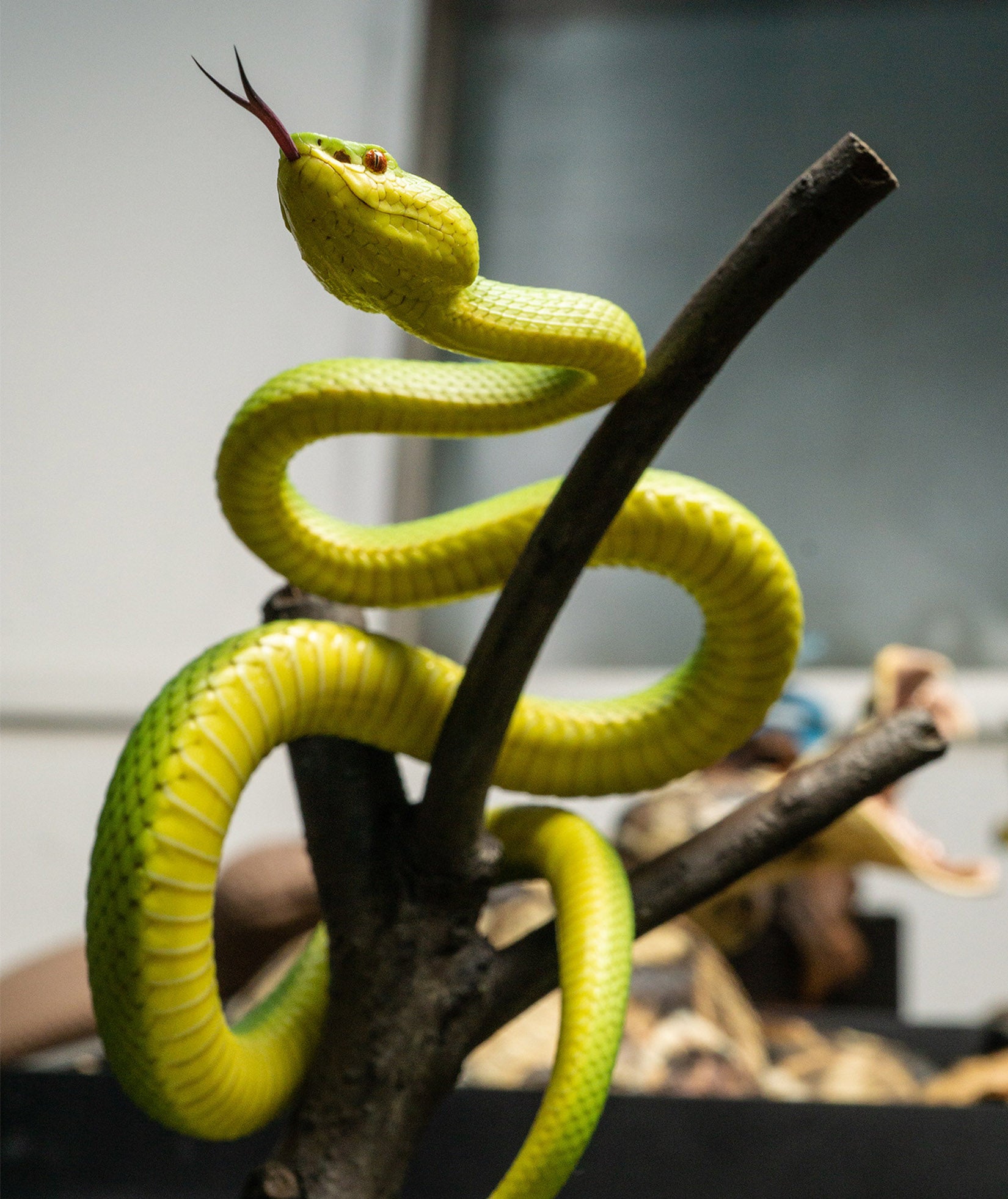Snake Gorge Trimeresurus albolabris Model