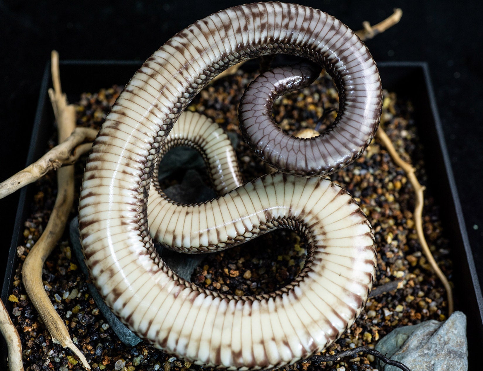 Snake Gorge Crotalus durissus Model