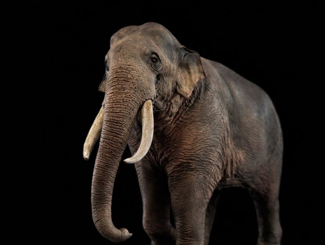 The Crocs Man Studio Asian Elephant Model