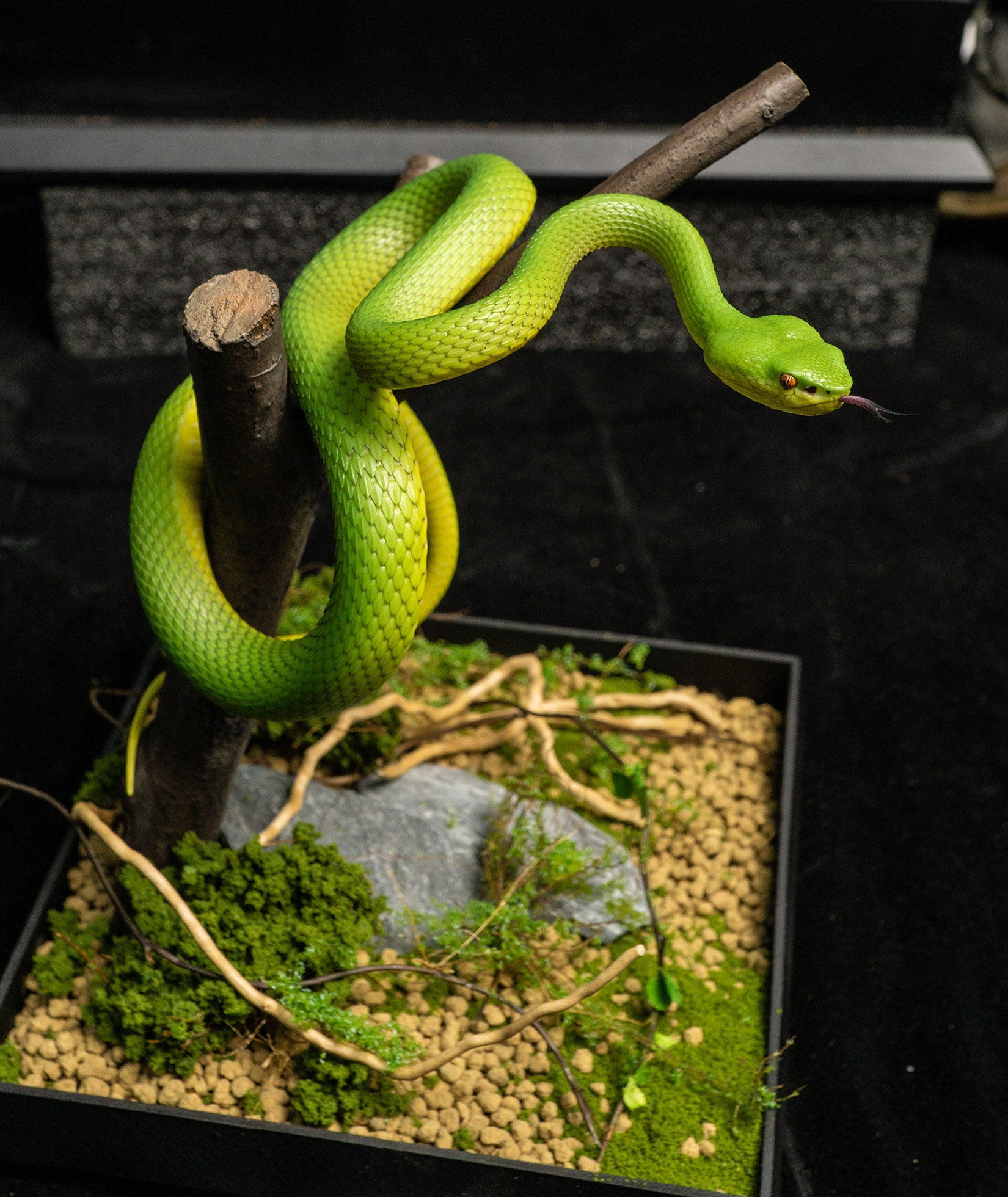 Snake Gorge Trimeresurus albolabris Model