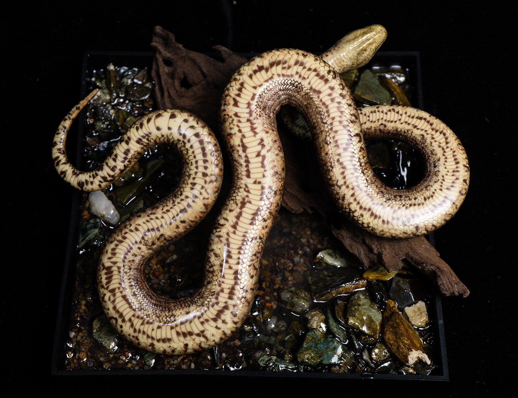 Snake Gorge Green anaconda Model