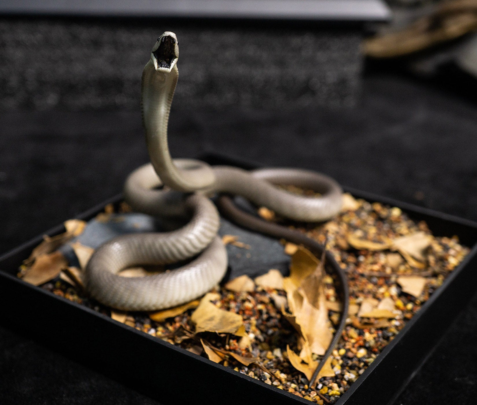 Snake Gorge Black mamba Model